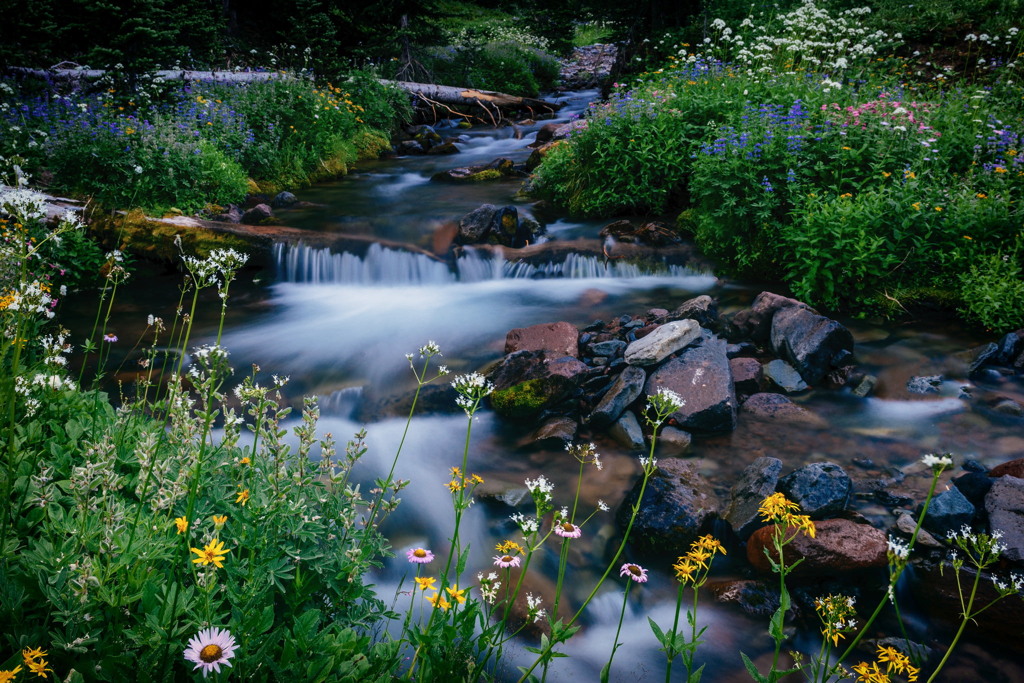 Mount Rainier, stream, Washington, national Park mount Rainier, Mount Rainier National Park, Melody Creek, flowers, 1080P, stones, HD Wallpaper