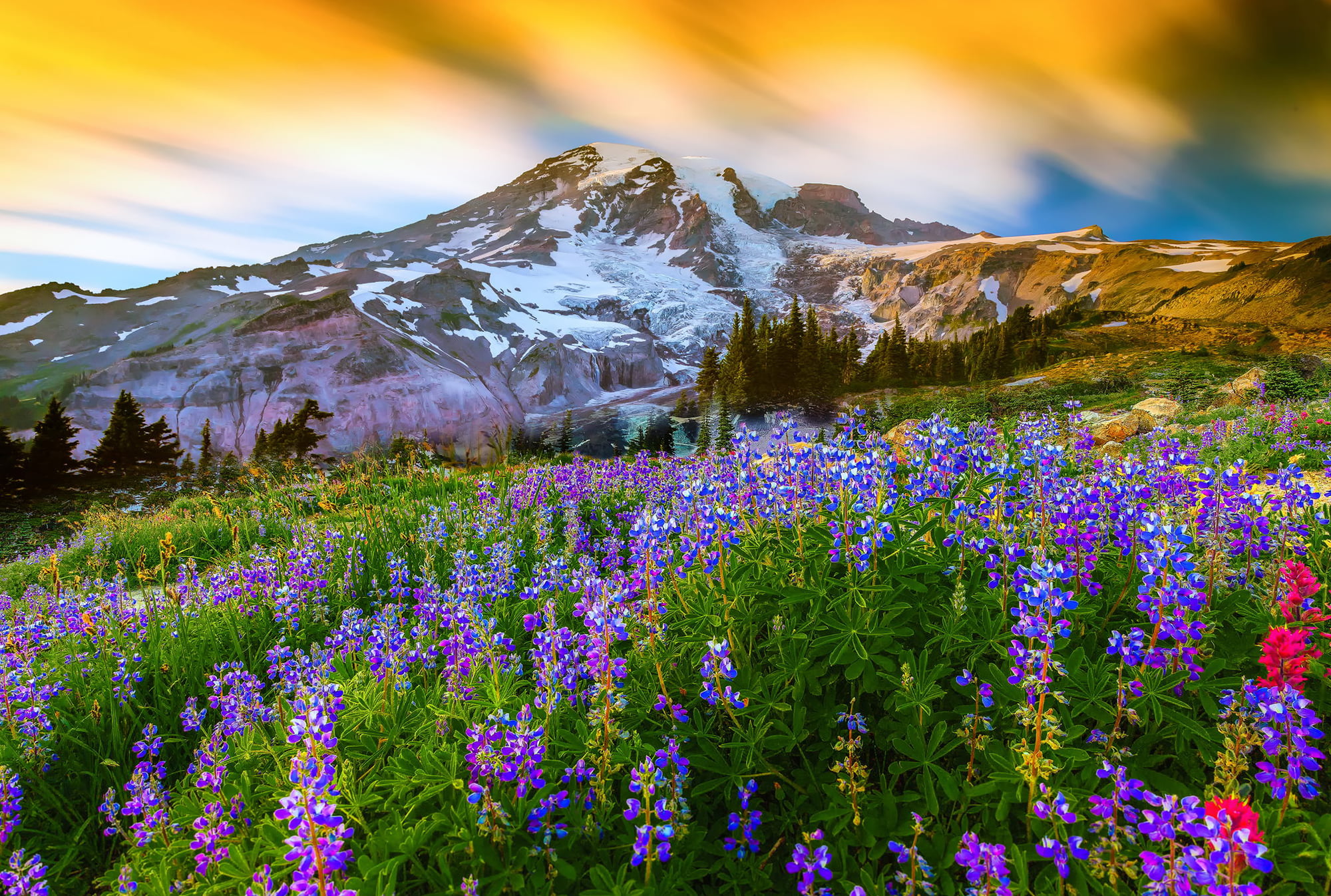 mountain, scenics - nature, sky, flowering plant, Washington, flowers, petaled, top, flower, Mount Rainier National Park, plant, USA, mountain peak, grass, HD Wallpaper