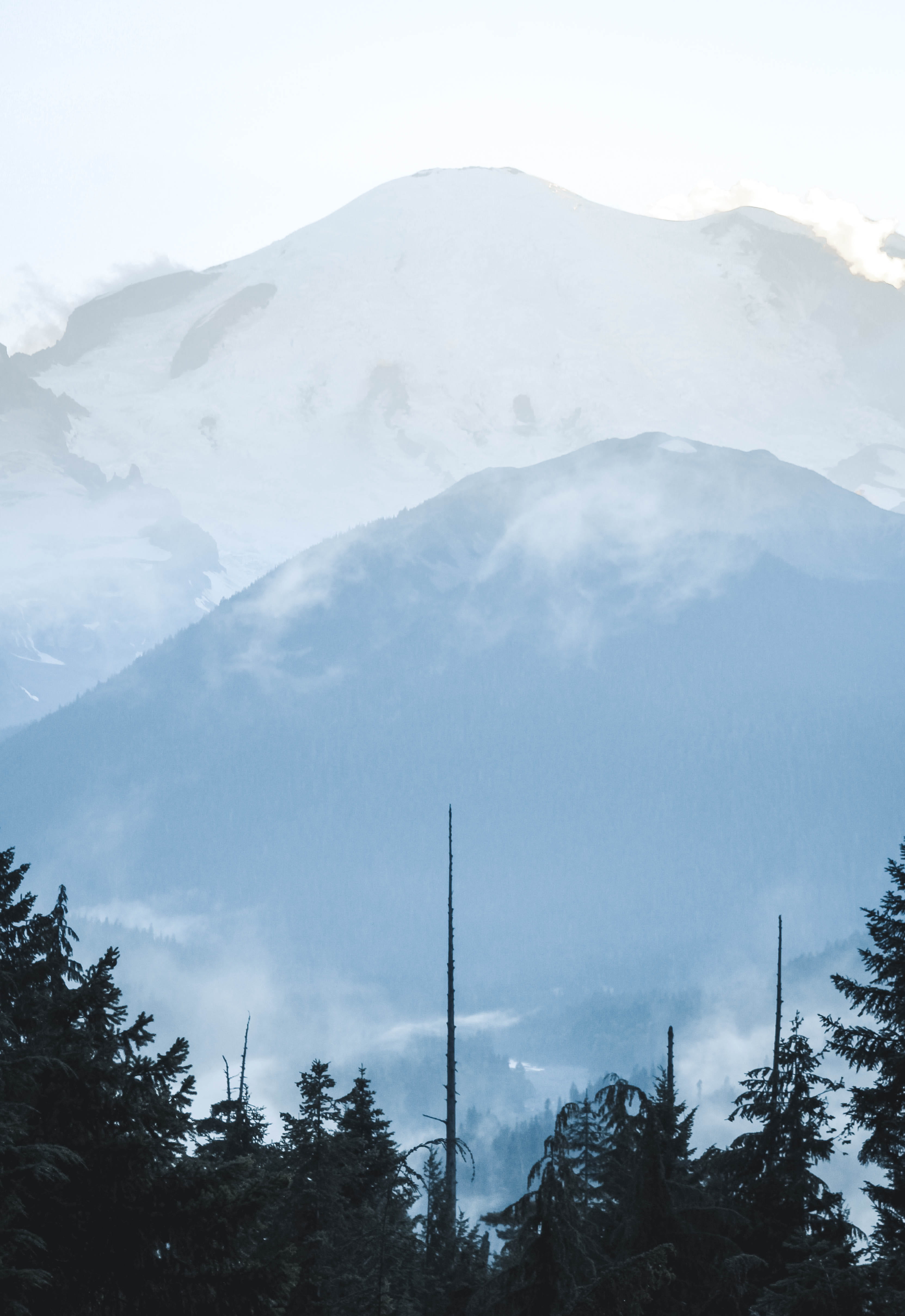 fir, slope, cold temperature, plant, outdoors, mountain, forest, pine, hiking, mountain range, tranquil scene, mount rainier national park, beauty in nature, Phone HD Wallpaper