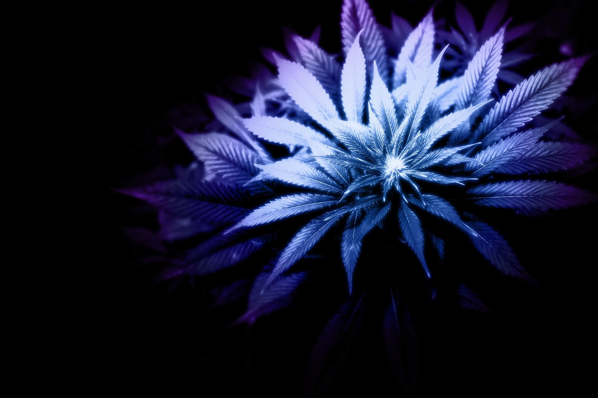 nature, petal, flower, 1080P, weed, nature and landscapes, purple, HD Wallpaper