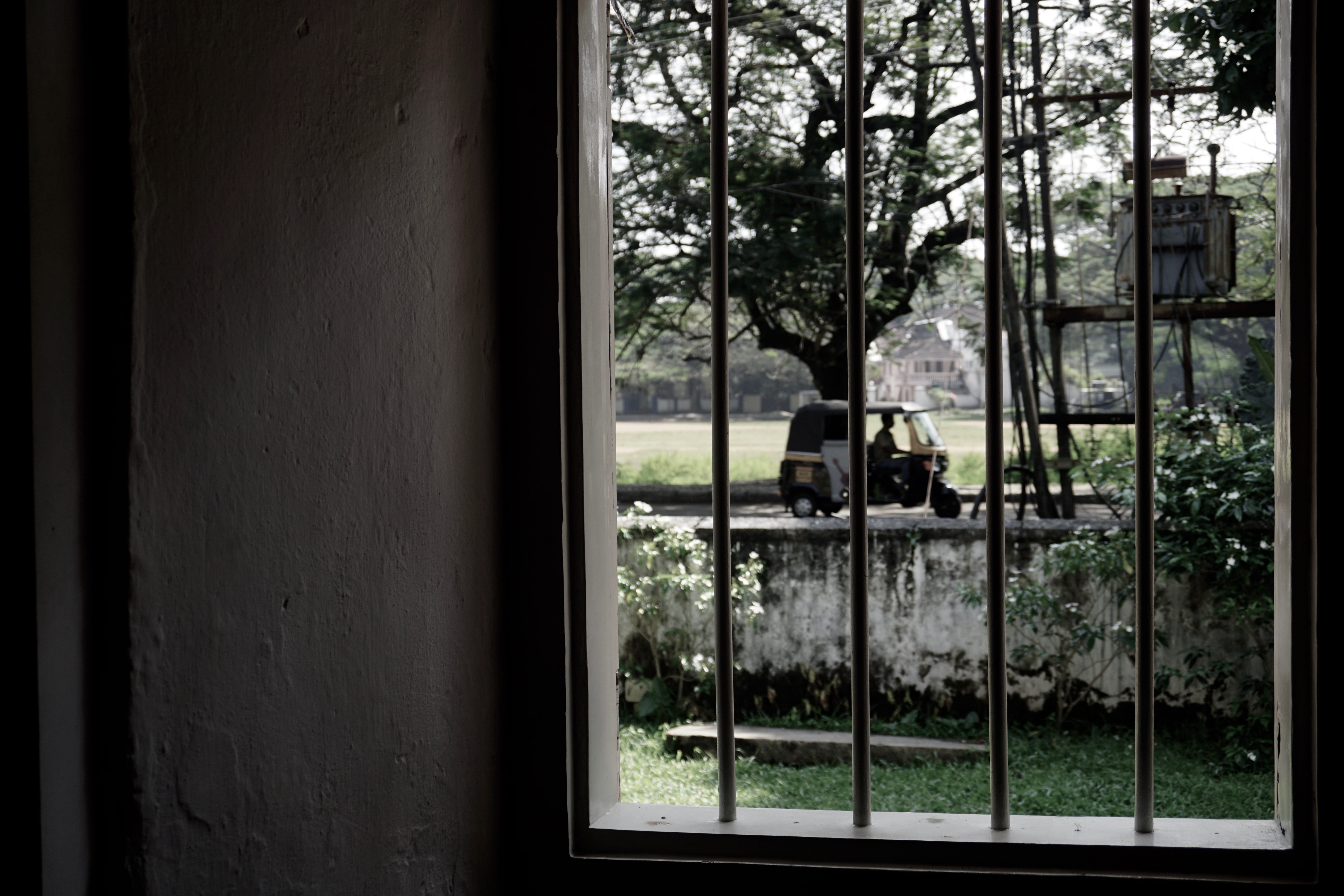 tree, mammal, kochi, nature, reflection, no people, plant, field, vertebrate, architecture, window, day, glass - material, outdoors, built structure, sitting, HD Wallpaper
