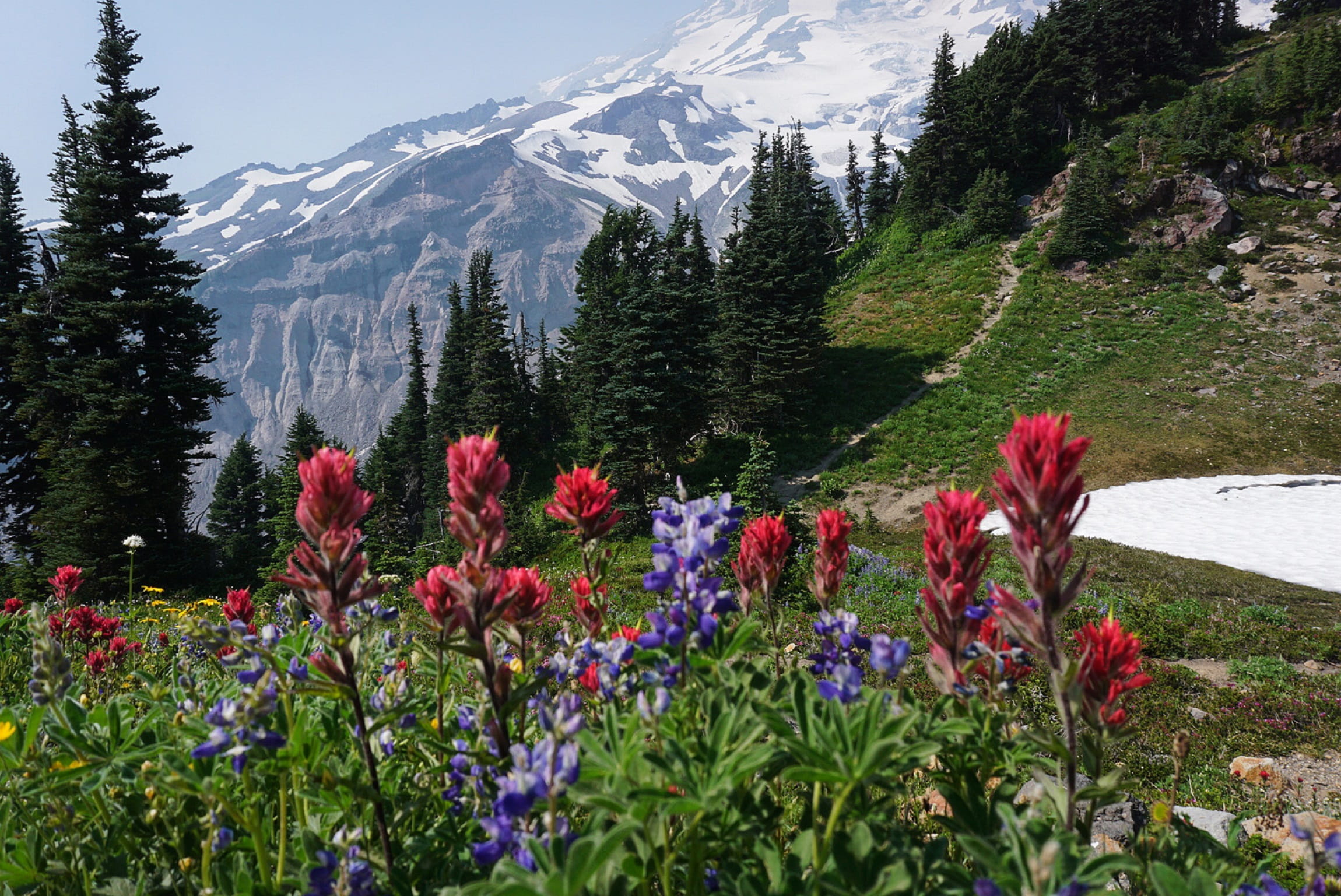 red, 1080P, wildlife, mount rainier national park, plant, natural, day, flowerbed, land, tranquil scene, forest, flowers, united states, outdoors, growth, HD Wallpaper
