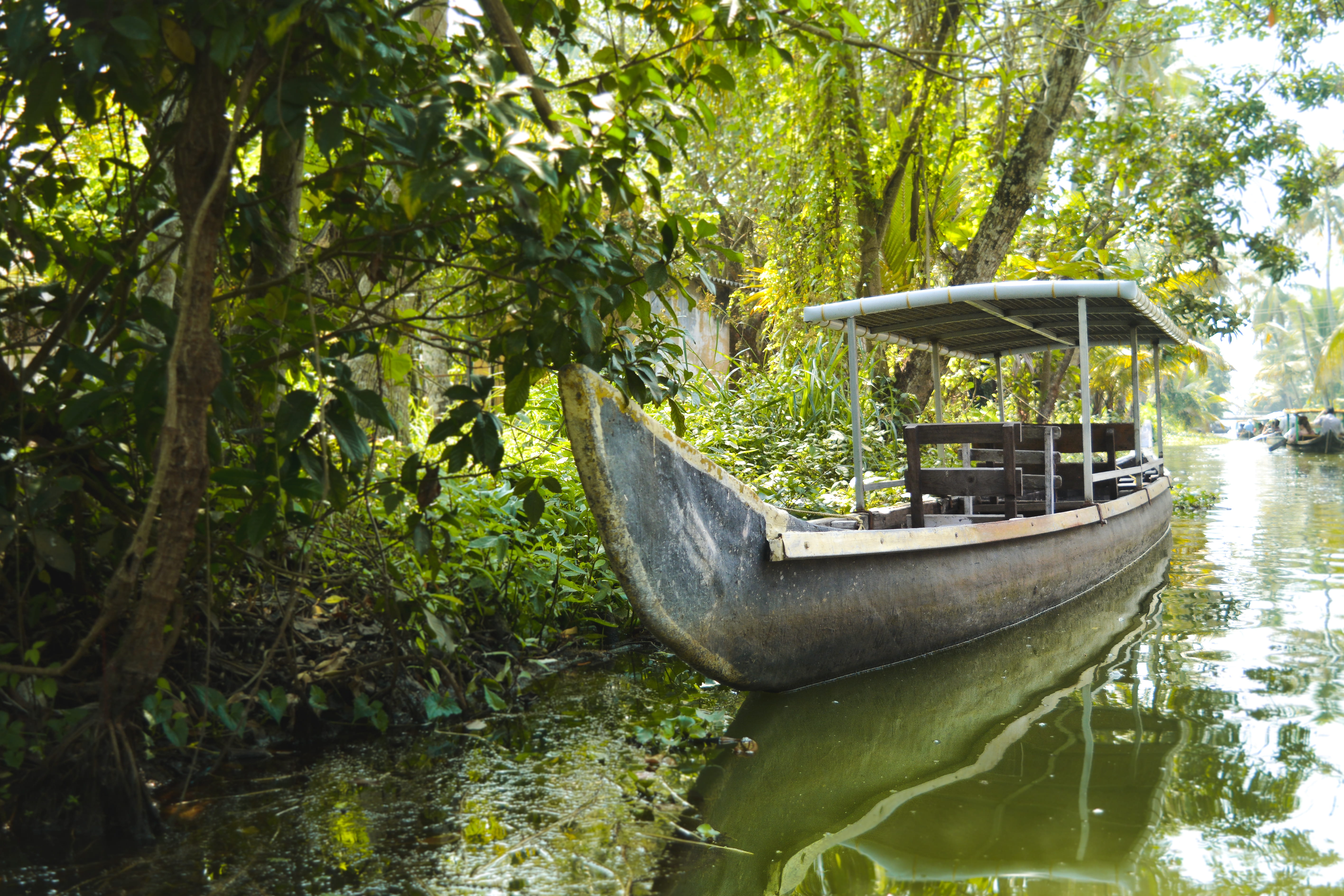 travel, lake, transportation, plant, water, waterfront, forest, kerela, trees, nautical vessel, growth, india, floating on water, backwaters, rowboat, mode of transportation, HD Wallpaper