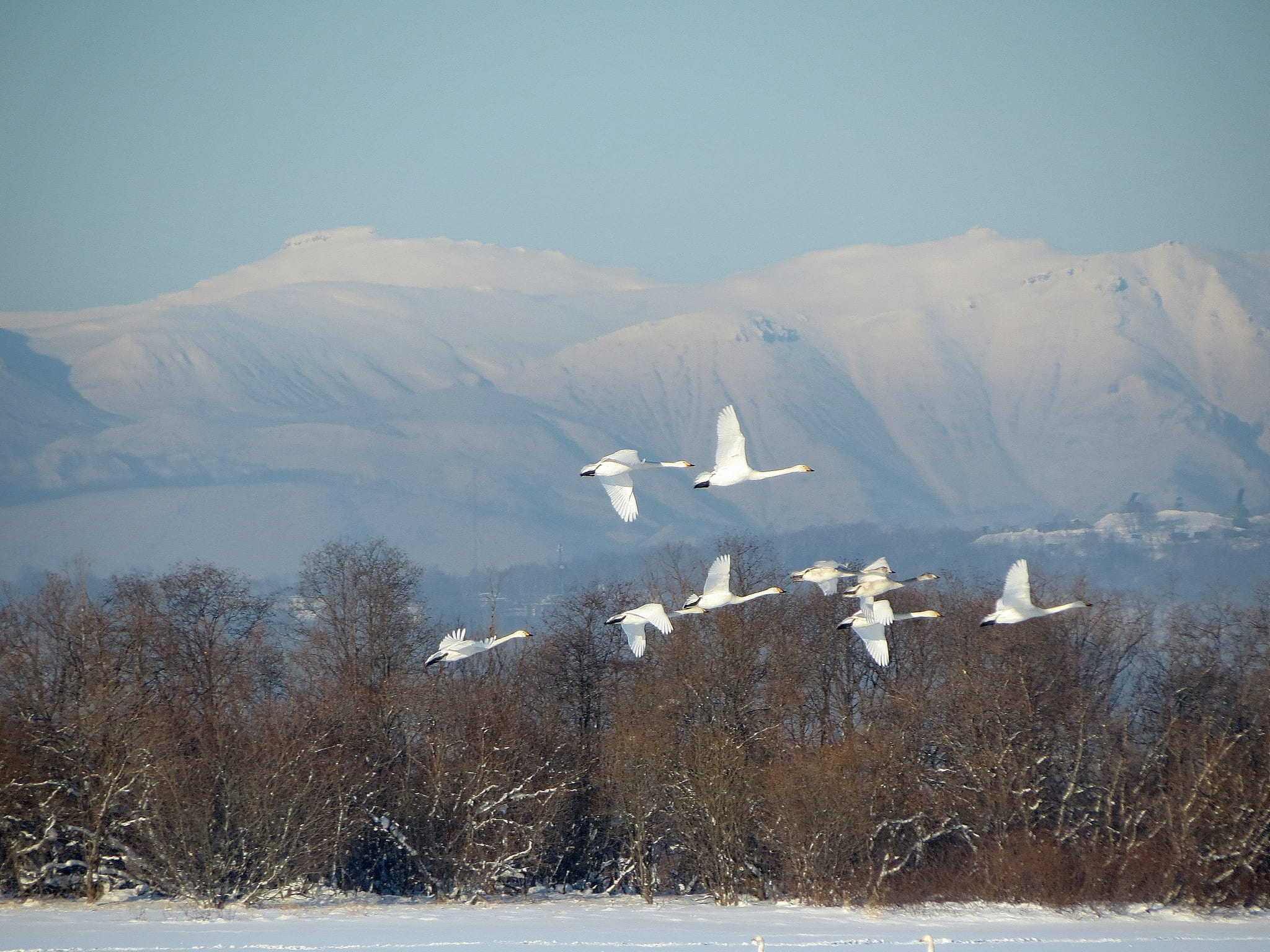 bird, backwater, animal, tree, a flock of, cold temperature, flying, river, winter, nature, frost, mode of transportation, animals in the wild, scenics - nature, HD Wallpaper