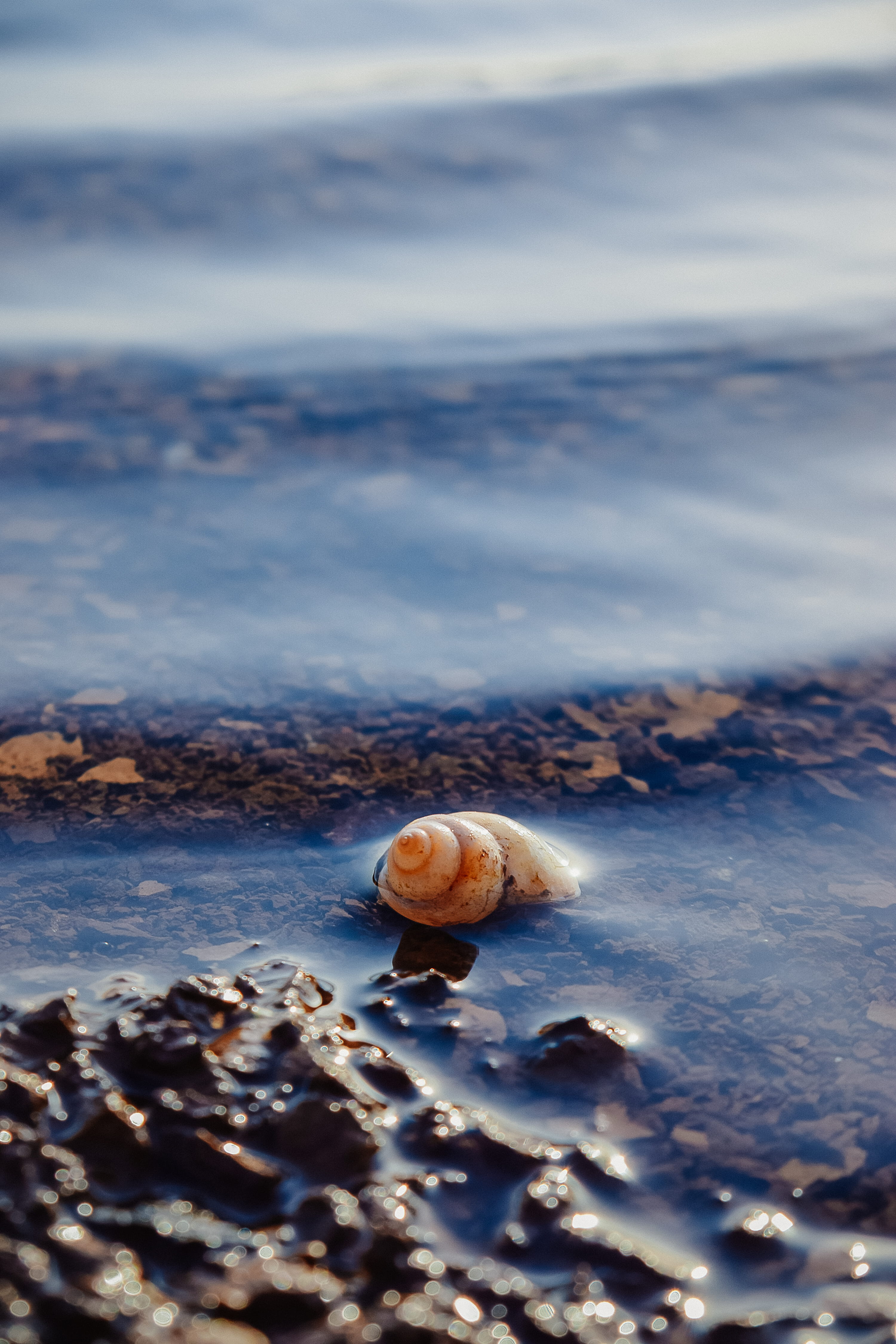 snail, land, animals in the wild, cloud - sky, nature, sea life, water, backwater sulawine, seashell, clam, animal shell, mollusk, invertebrate, Phone HD Wallpaper