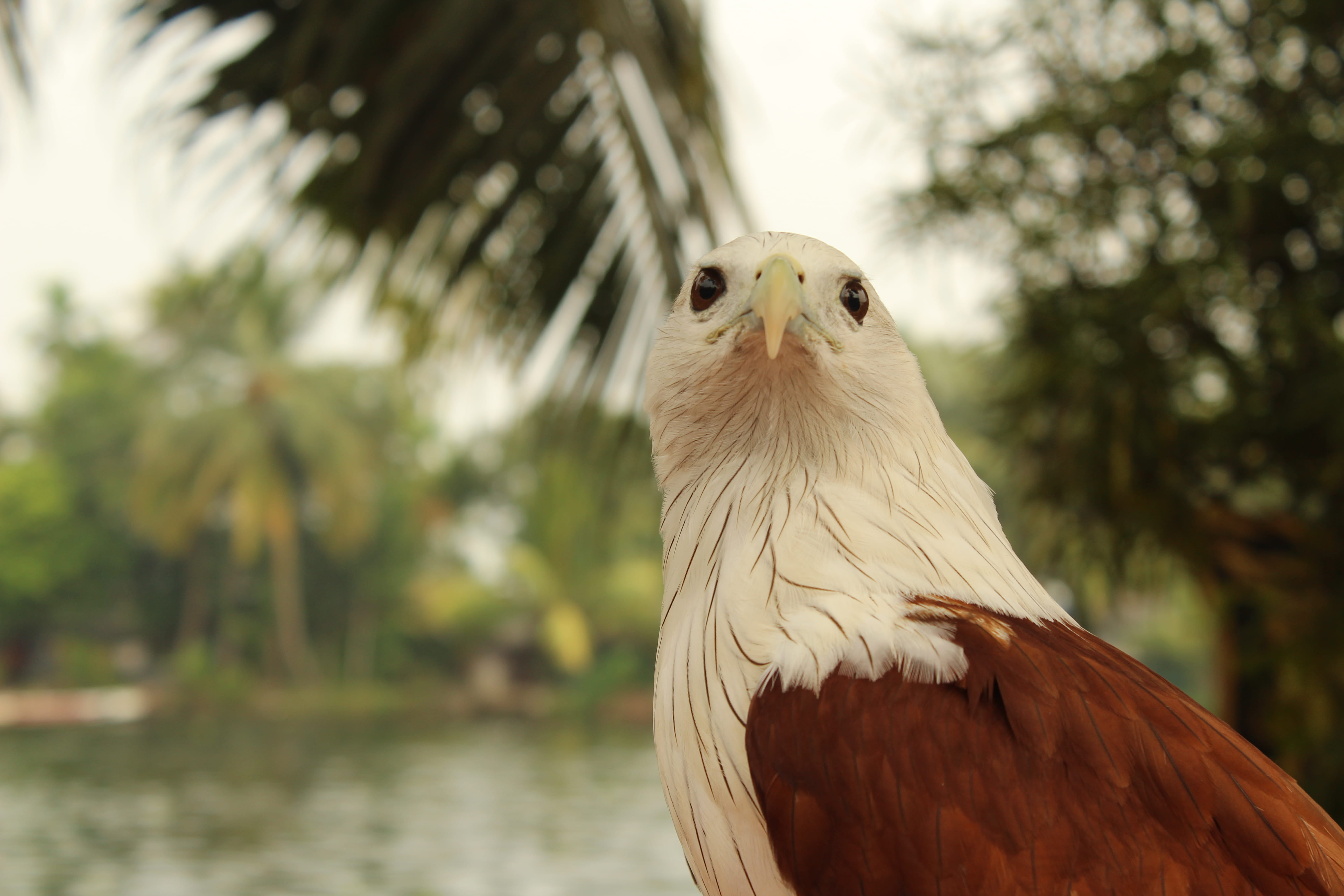 Wildlife, bird of prey, Nature, backwaters of kerala, india, plant, looking, bald eagle, 5K, Domestic, outdoors, Exotic, animal head, no people, animal wildlife, HD Wallpaper