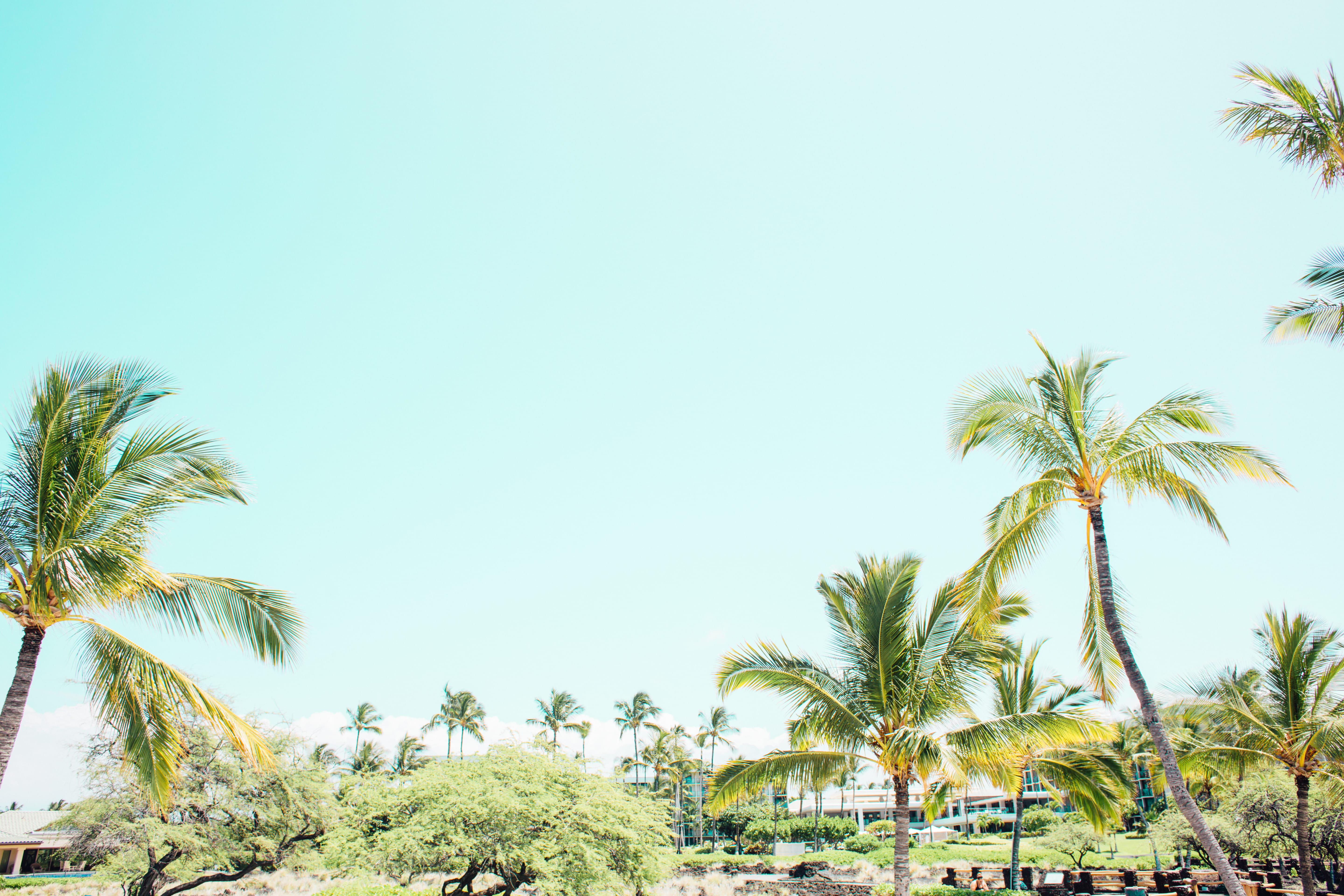 day, clear sky, beach, growth, tranquility, low angle view, tree, tropical climate, skies, palm tree, palm leaf, sky, waikoloa village, united states, hawaii, HD Wallpaper
