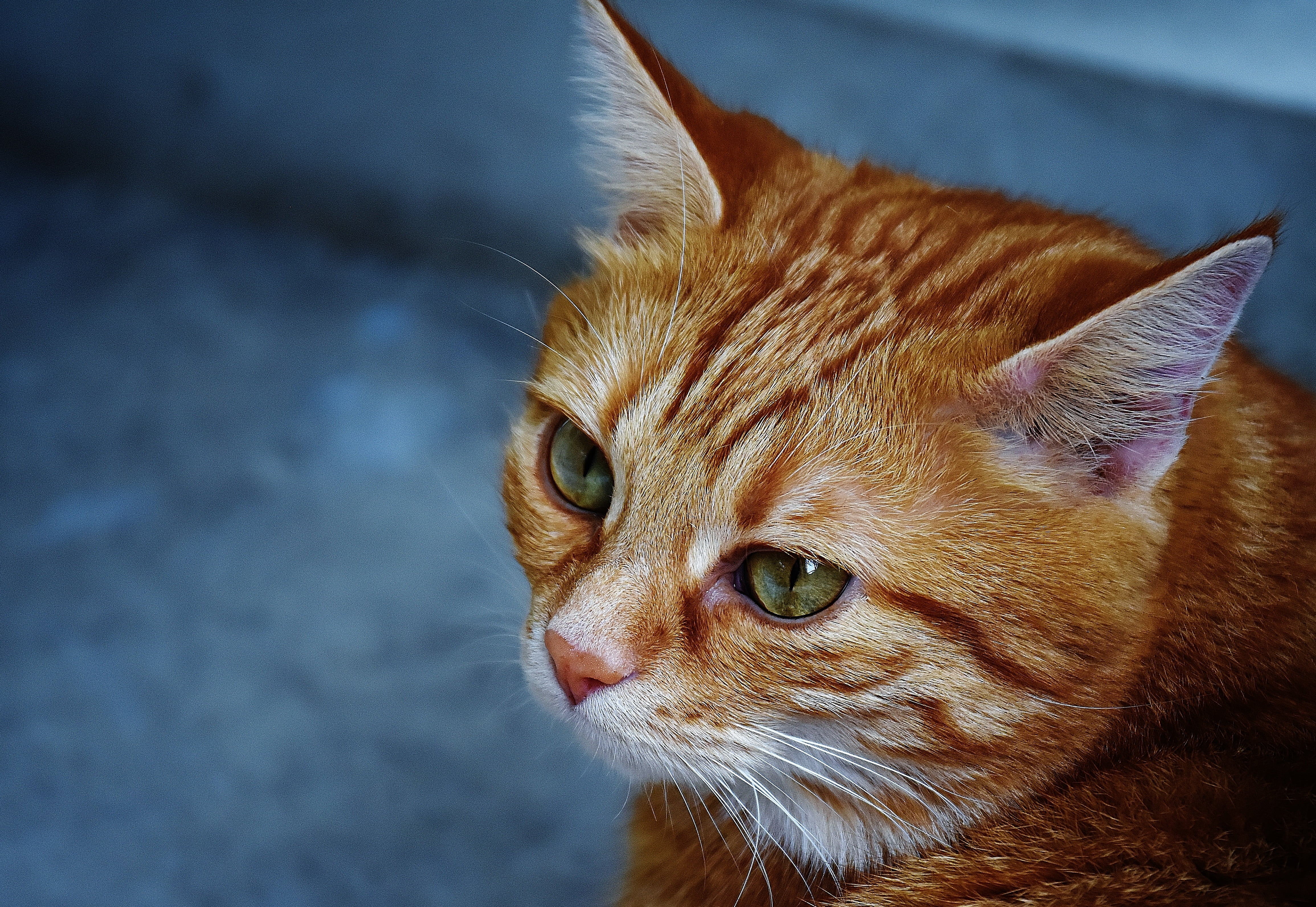 close-up, sweet, animal eye, tiger, cute, mammal, animal themes, portrait, playful, young cat, red cat, looking away, animal, whisker, mackerel, no people, HD Wallpaper