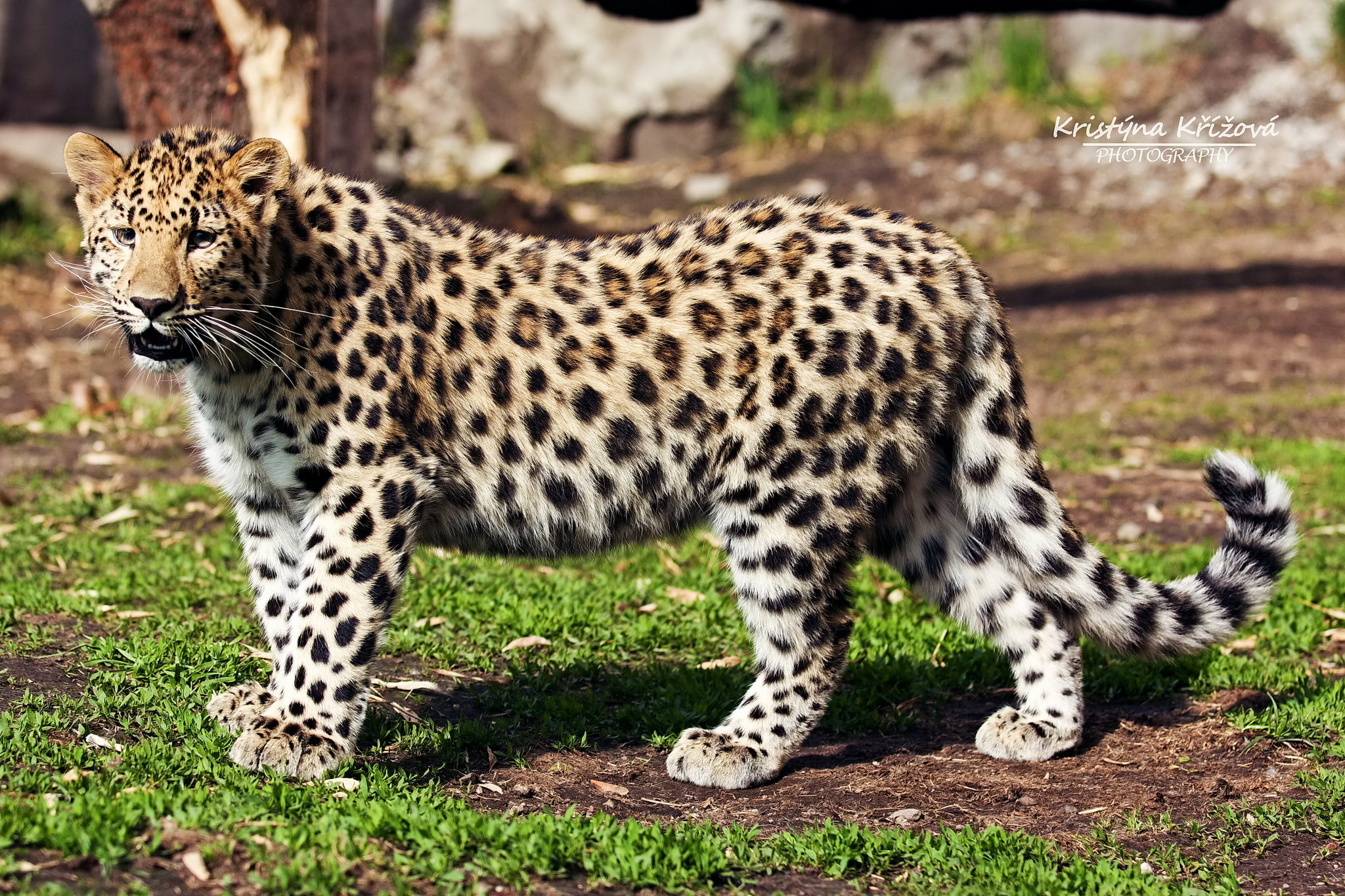 profile, far East, 1080P, look, predator, leopard, HD Wallpaper