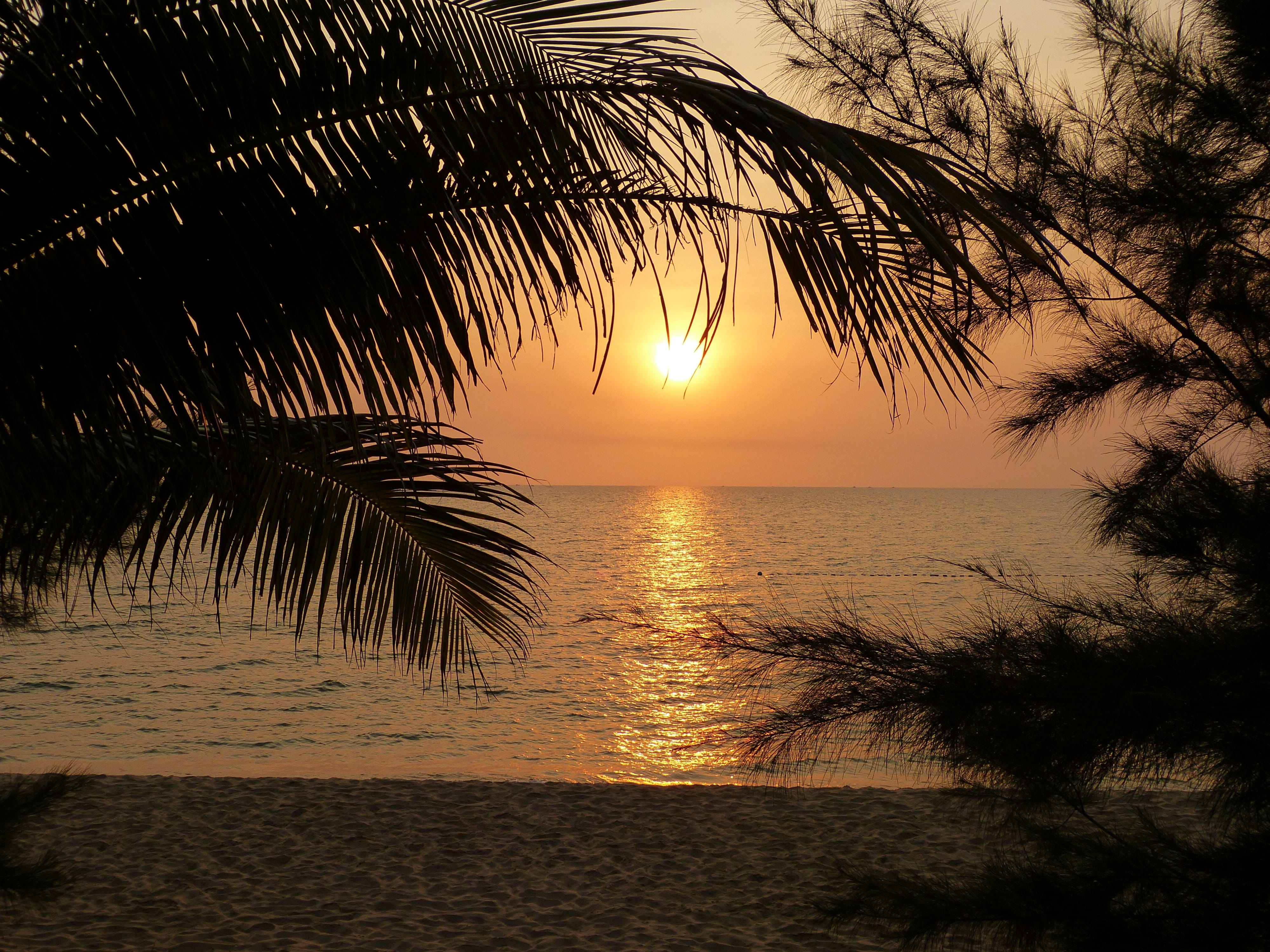 tropical climate, tree, scenics - nature, evening, twilight, vietnam, dark, palm tree, afterglow, coast, tranquil scene, sun, land, palm, tourism, idyllic, HD Wallpaper