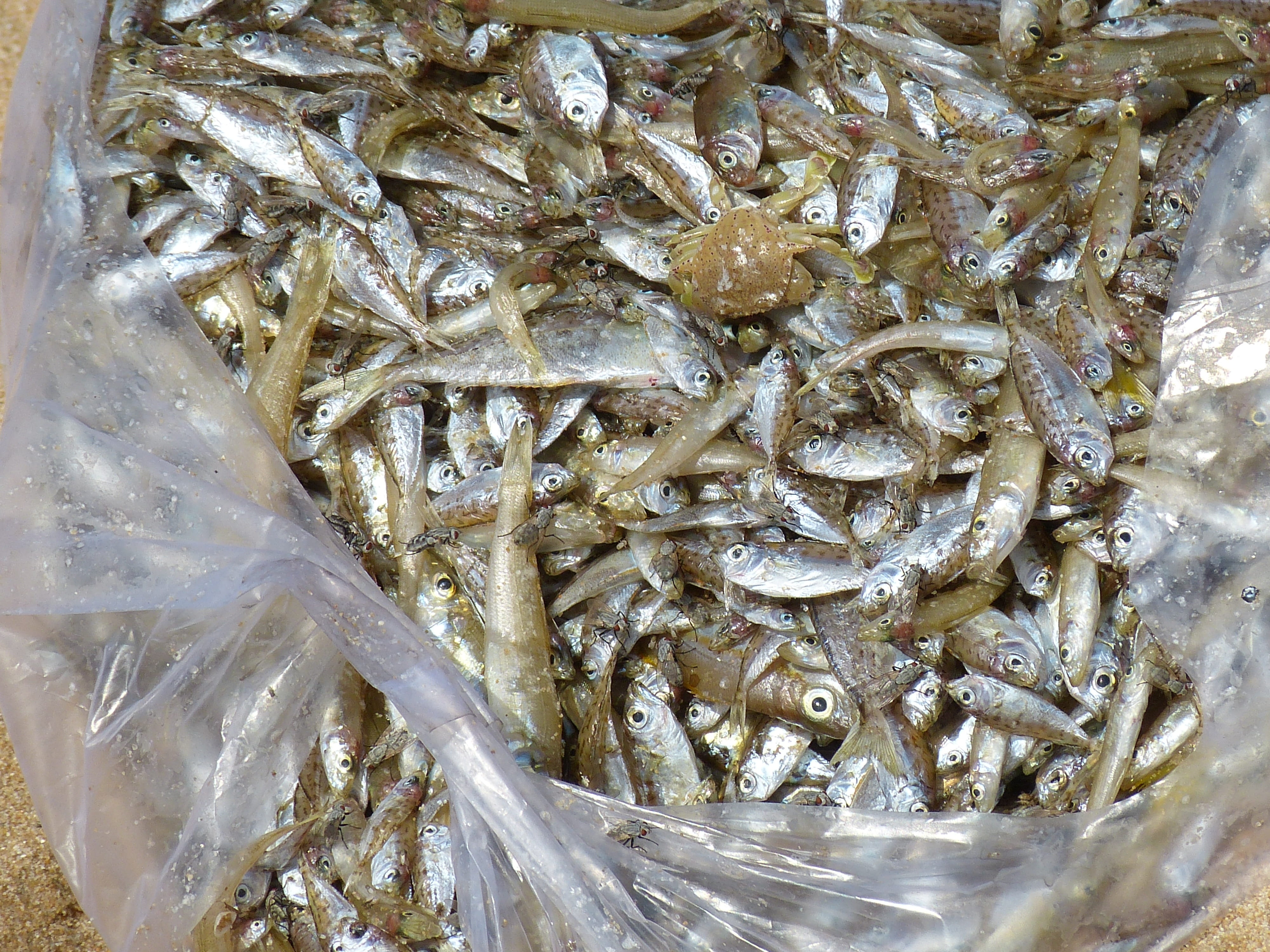 sale, wellbeing, Phu Quoc, fishing, seafood, raw food, high angle view, abundance, ice, Vietnam, Market, close-up, 4K, freshness, food, animal, Sea, fish market, HD Wallpaper