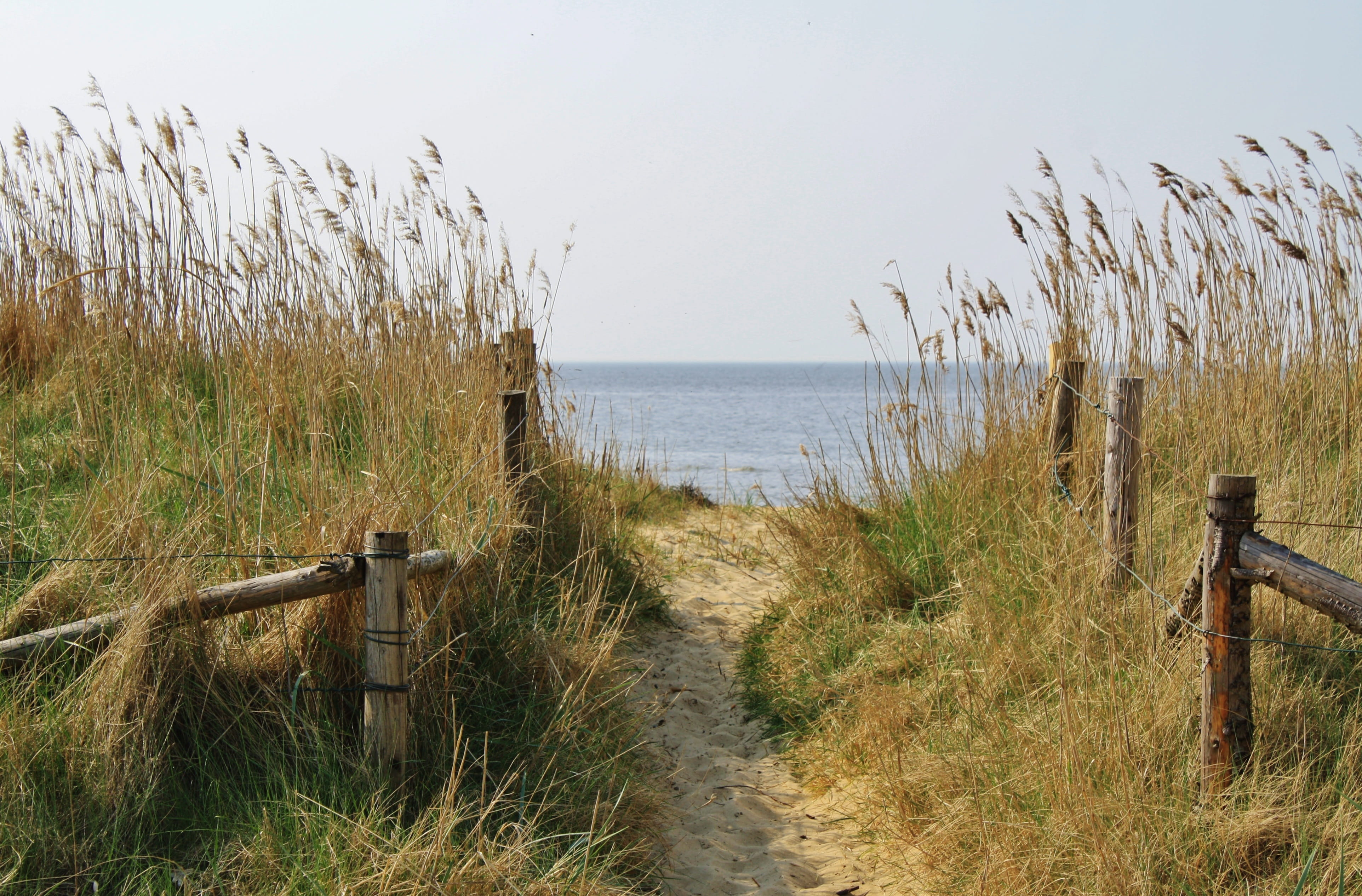 growth, tranquility, horizon, sky, photo, scenics - nature, north sea, land, sand road, grass, beach, plant, beauty in nature, day, outdoors, no people, HD Wallpaper