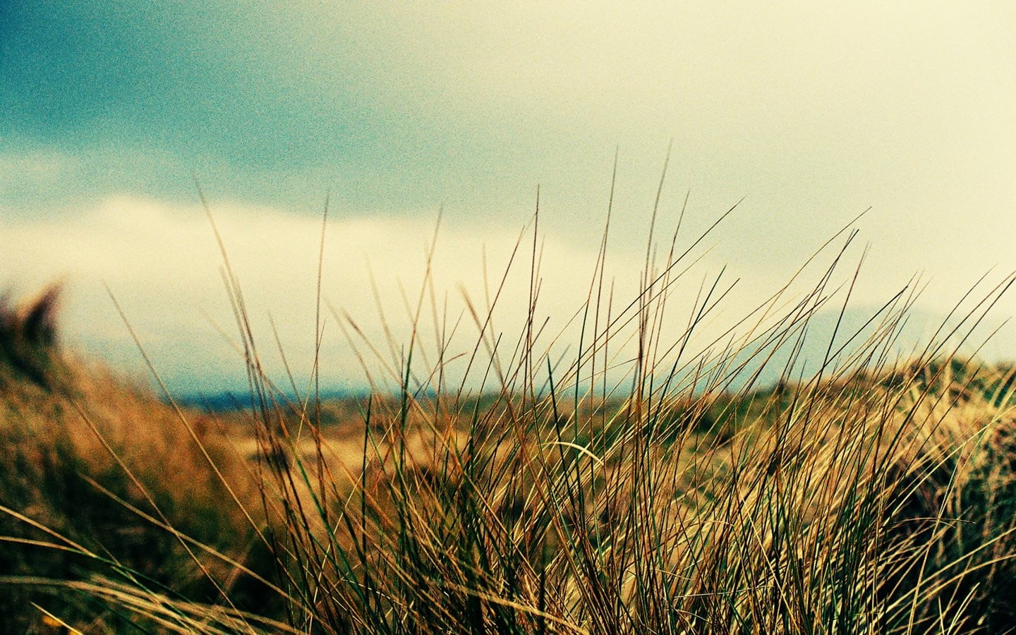 depth of field, marram grass, no people, brown, field, tranquil scene, 720P, timothy grass, close-up, nature, landscape, leaf, sunset, focus on foreground, HD Wallpaper