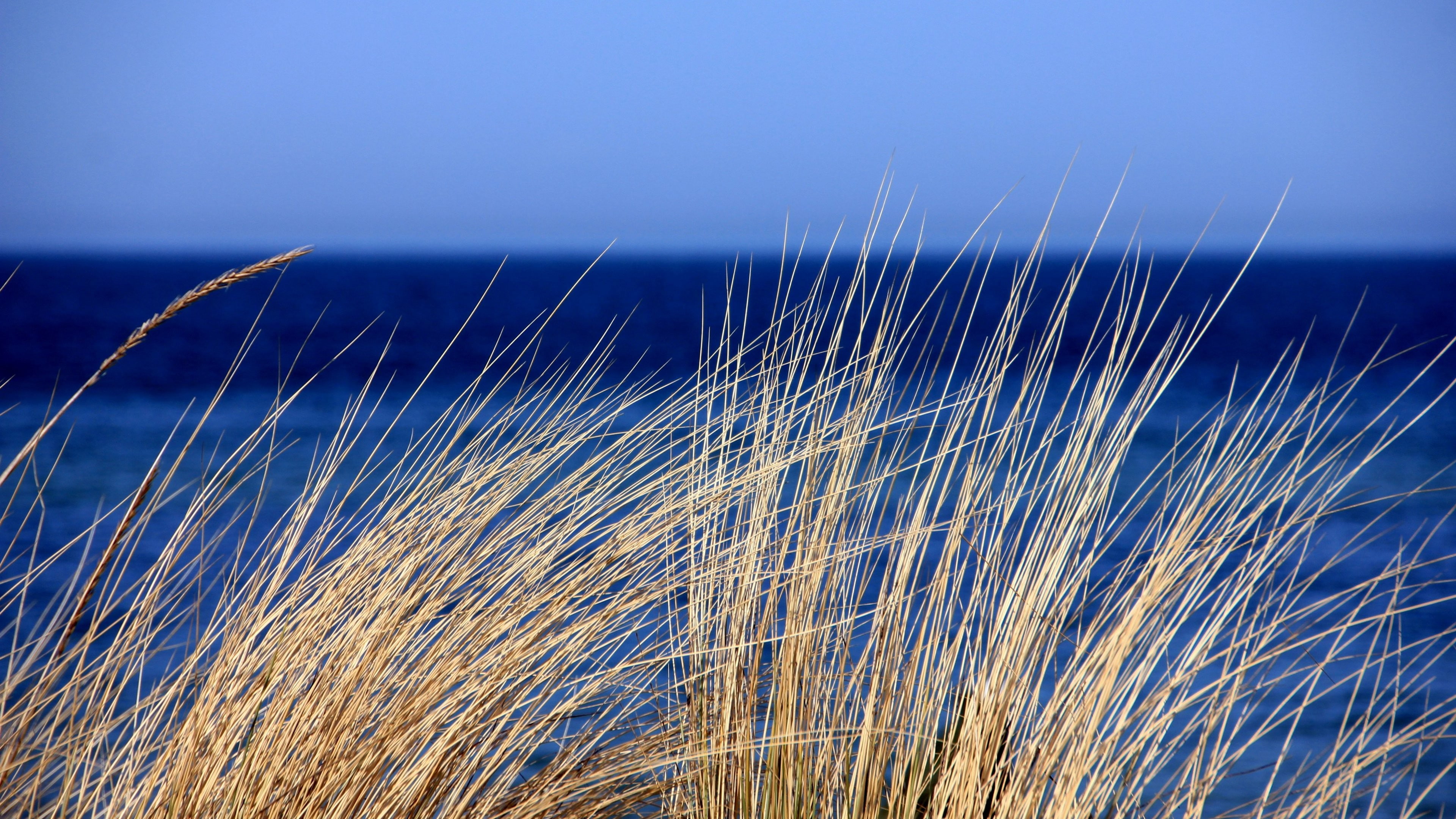 beauty in nature, sea, tranquility, nature, no people, outdoors, grass, blue, growth, landscape, timothy grass, wind, dry, focus on foreground, marram grass, HD Wallpaper