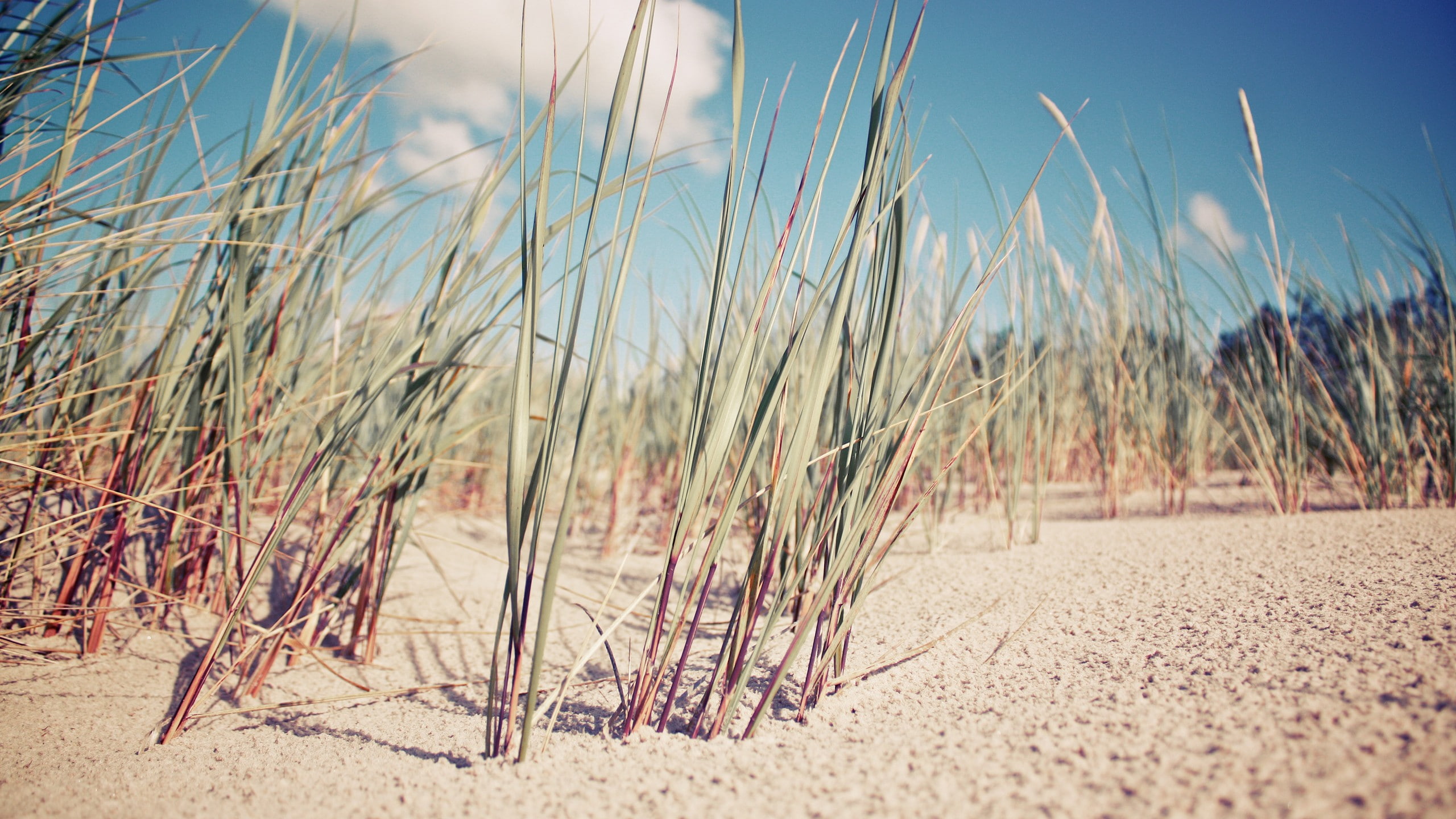 growth, beauty in nature, tranquil scene, land, nature, sky, 2K, plant, no people, beach, day, non-urban scene, outdoors, sunlight, sand, sea, grass, tranquility, HD Wallpaper