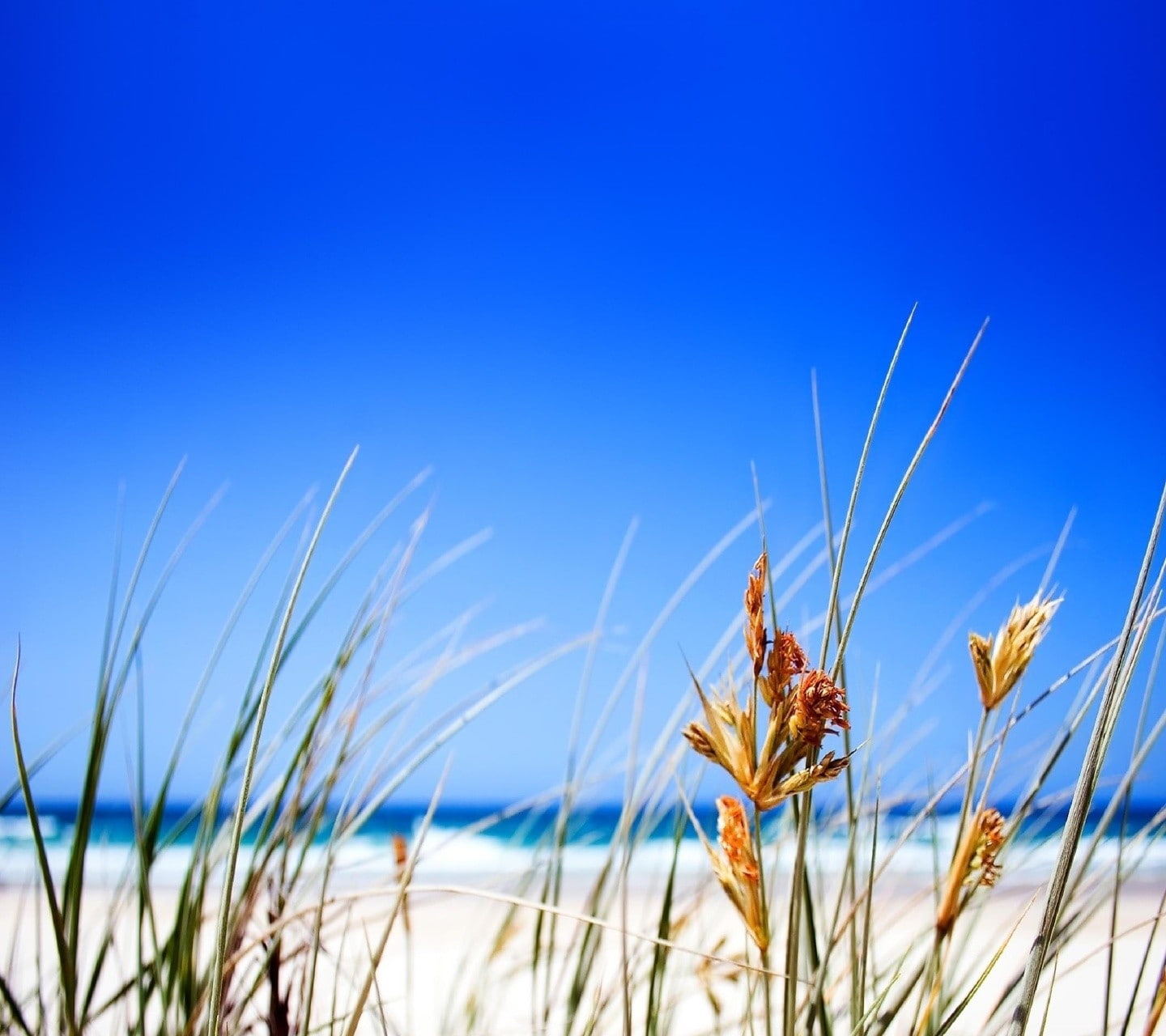 clear sky, focus on foreground, beach, no people, crop, close-up, tranquility, sky, agriculture, grass, sea, field, marram grass, 720P, day, copy space, HD Wallpaper