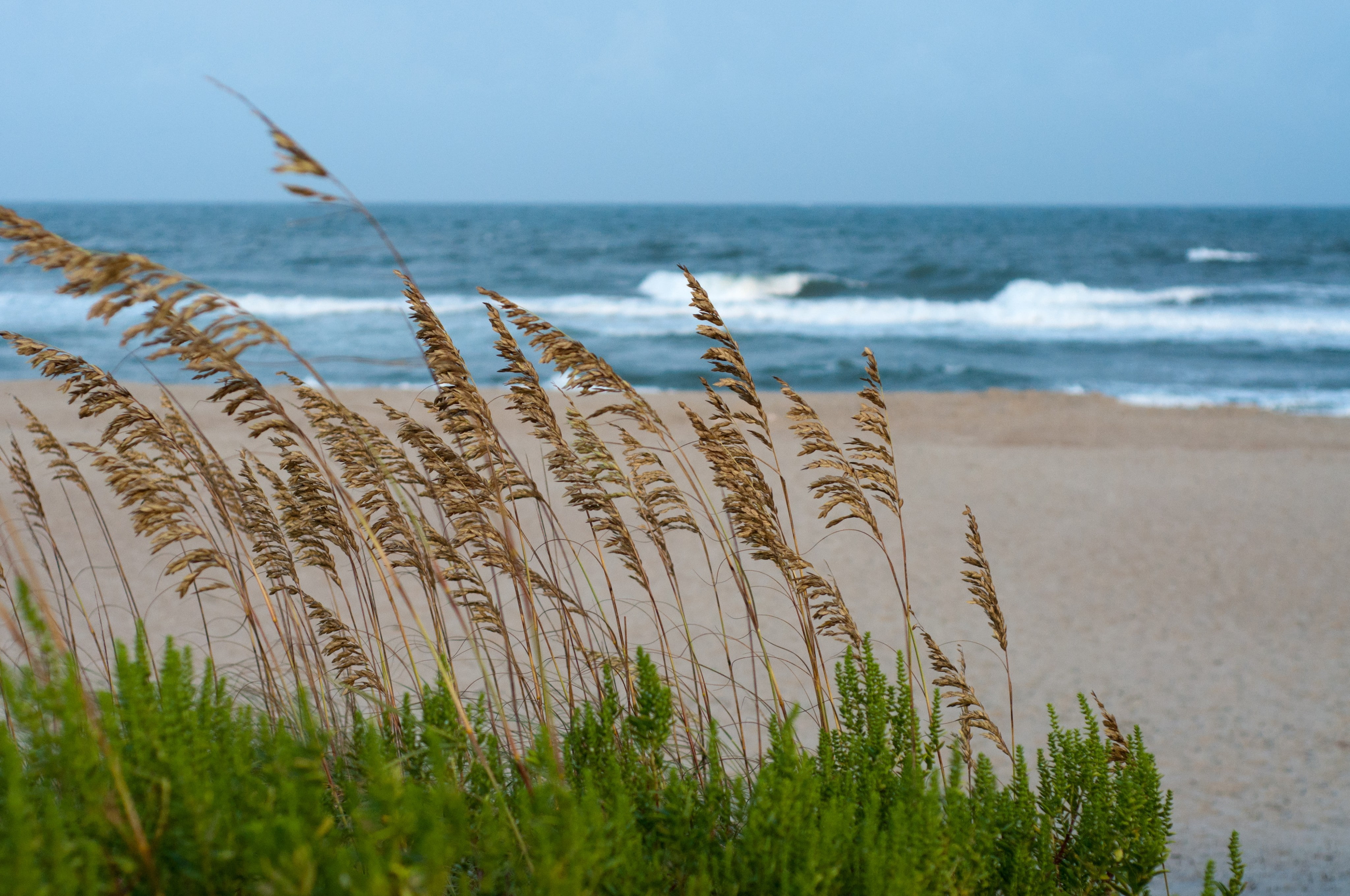 scenics - nature, beach, tranquility, outdoors, sea, focus on foreground, land, horizon, tranquil scene, nature, 4K, growth, sky, grass, timothy grass, HD Wallpaper