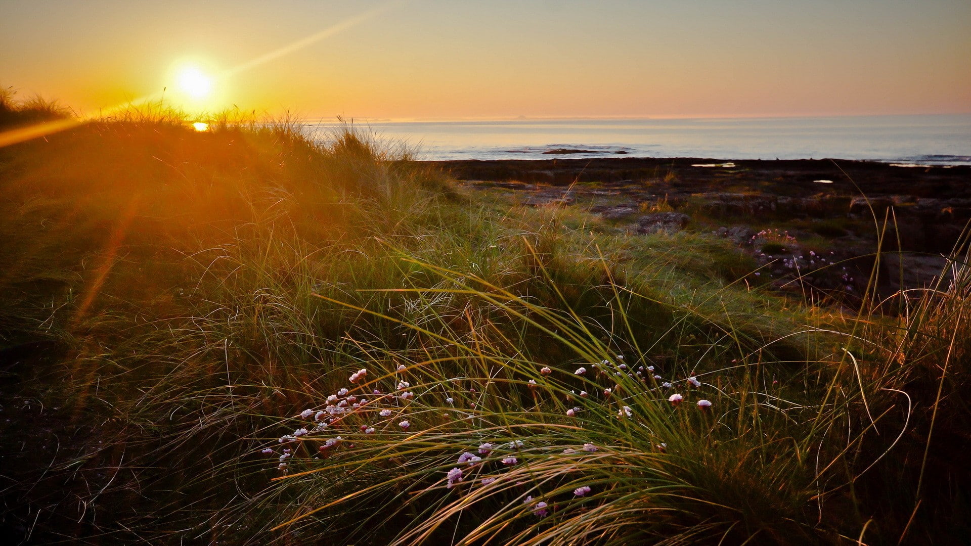 no people, landscape, beach, nature, sunbeam, land, 1080P, tranquility, sea, plant, sky, sunset, lens flare, scenics - nature, growth, marram grass, sun, HD Wallpaper