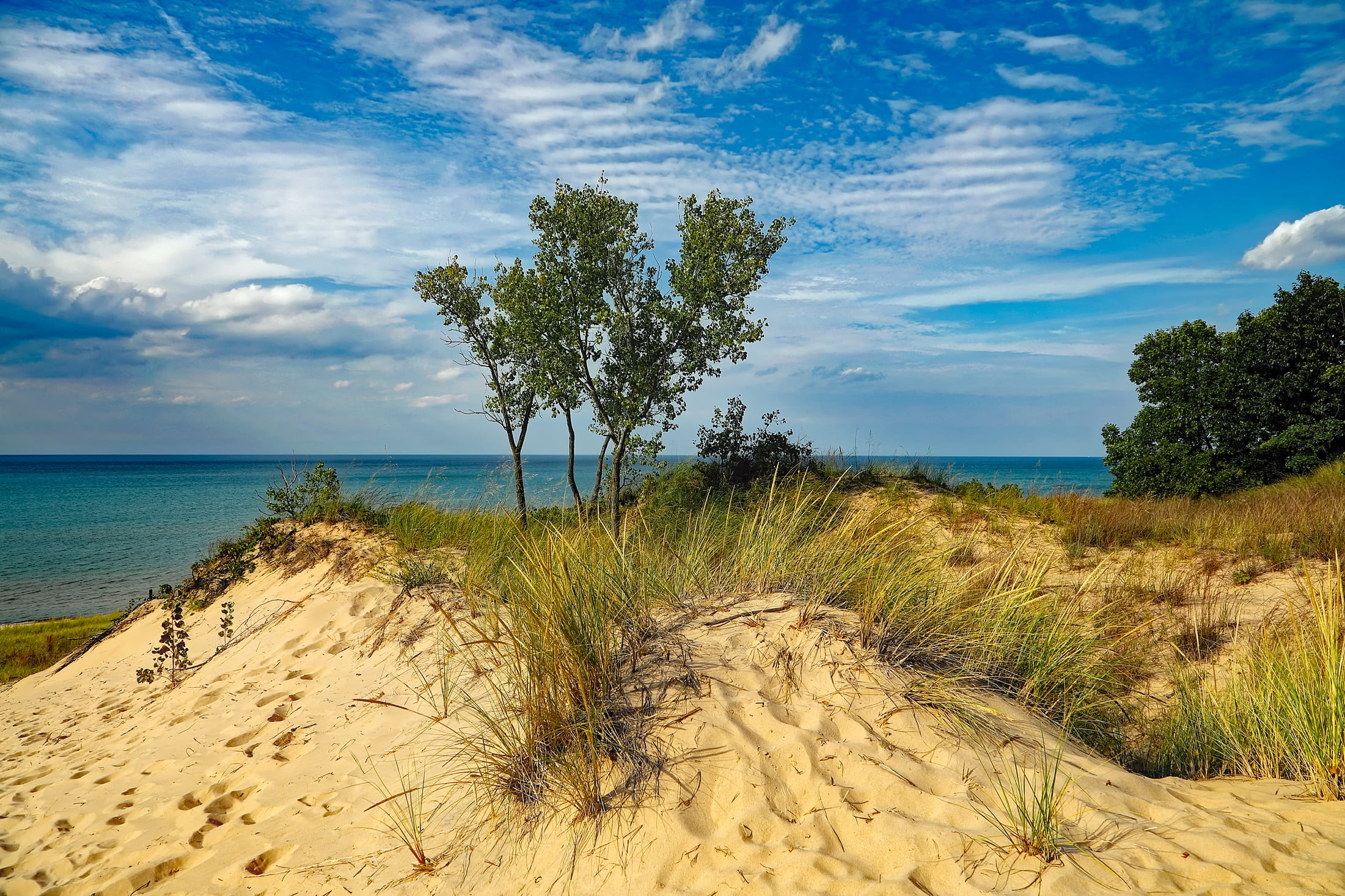 holiday, 1080P, green, plants, sand, tree, outdoors, lake michigan, nature, beautiful, cloud - sky, tranquility, marram grass, footprints, day, no people, HD Wallpaper