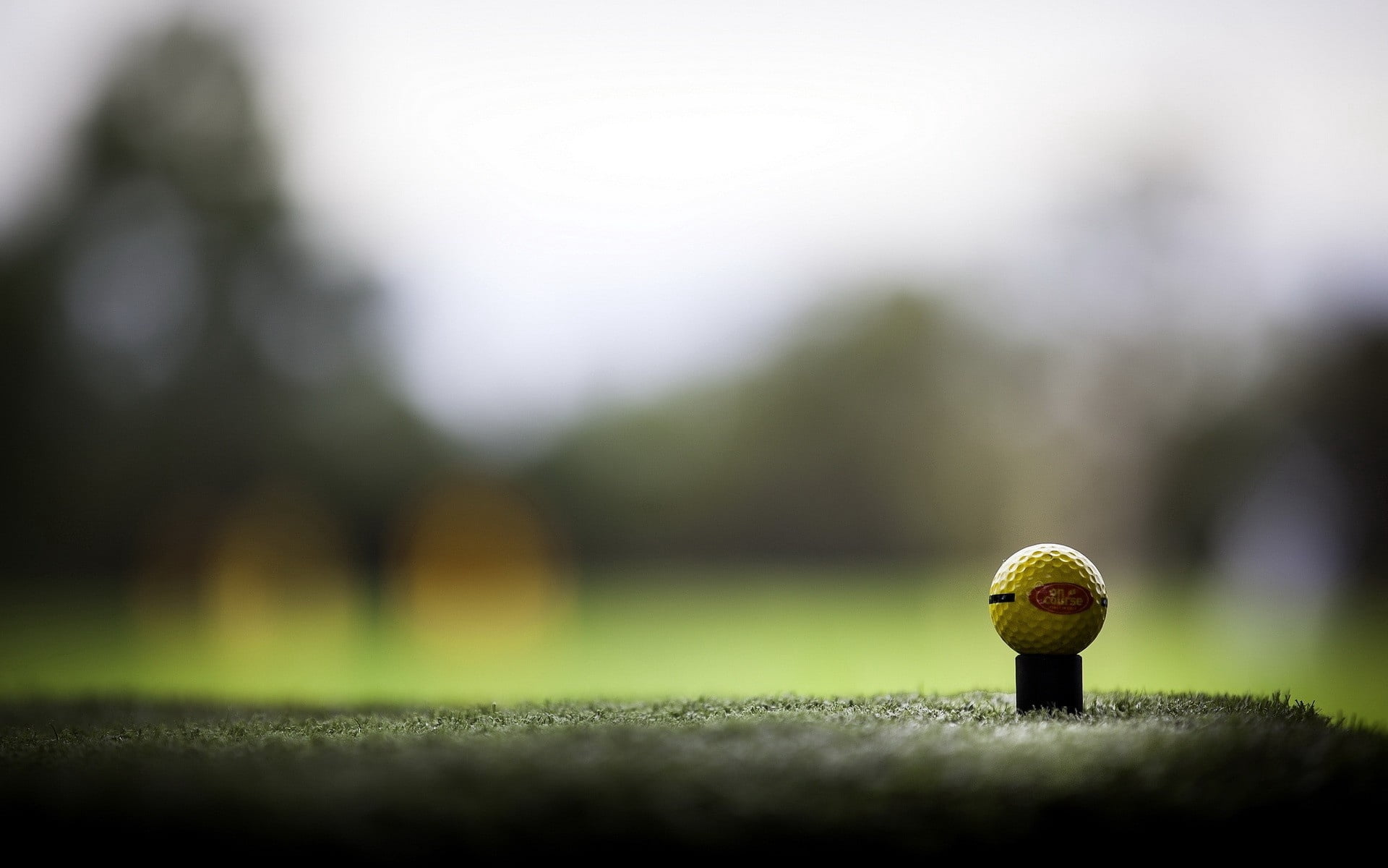 mushroom, 1080P, tree, sport, land, growth, summer, nature, brown, macro, day, green Color, focus on foreground, sphere, forest, backgrounds, acorn, no People, HD Wallpaper