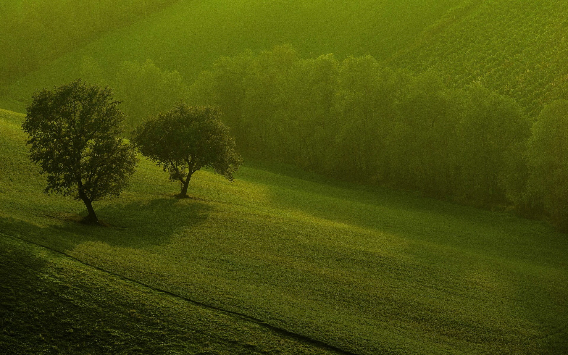 grass, 1080P, plant, nature, land, scenics - nature, golf course, green color, environment, trees, brown, fish, sport, tranquility, outdoors, tranquil scene, HD Wallpaper