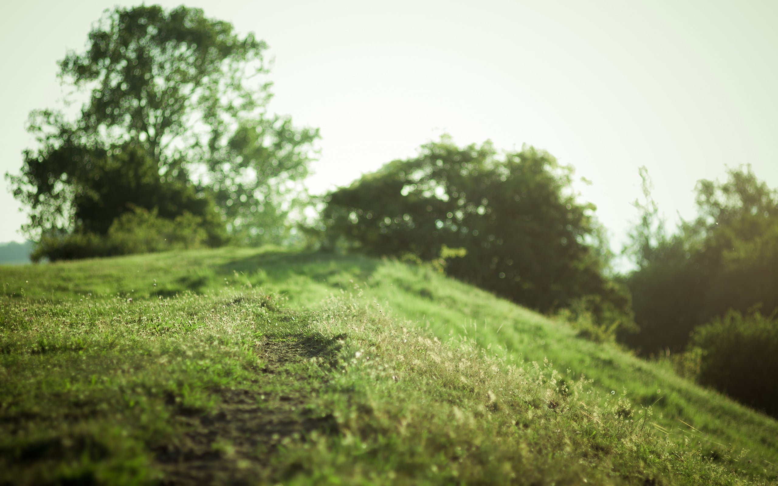 green color, lawn, tranquil scene, hills, landscape, no people, 2K, non-urban scene, grass, trees, growth, beauty in nature, day, scenics - nature, outdoors, HD Wallpaper
