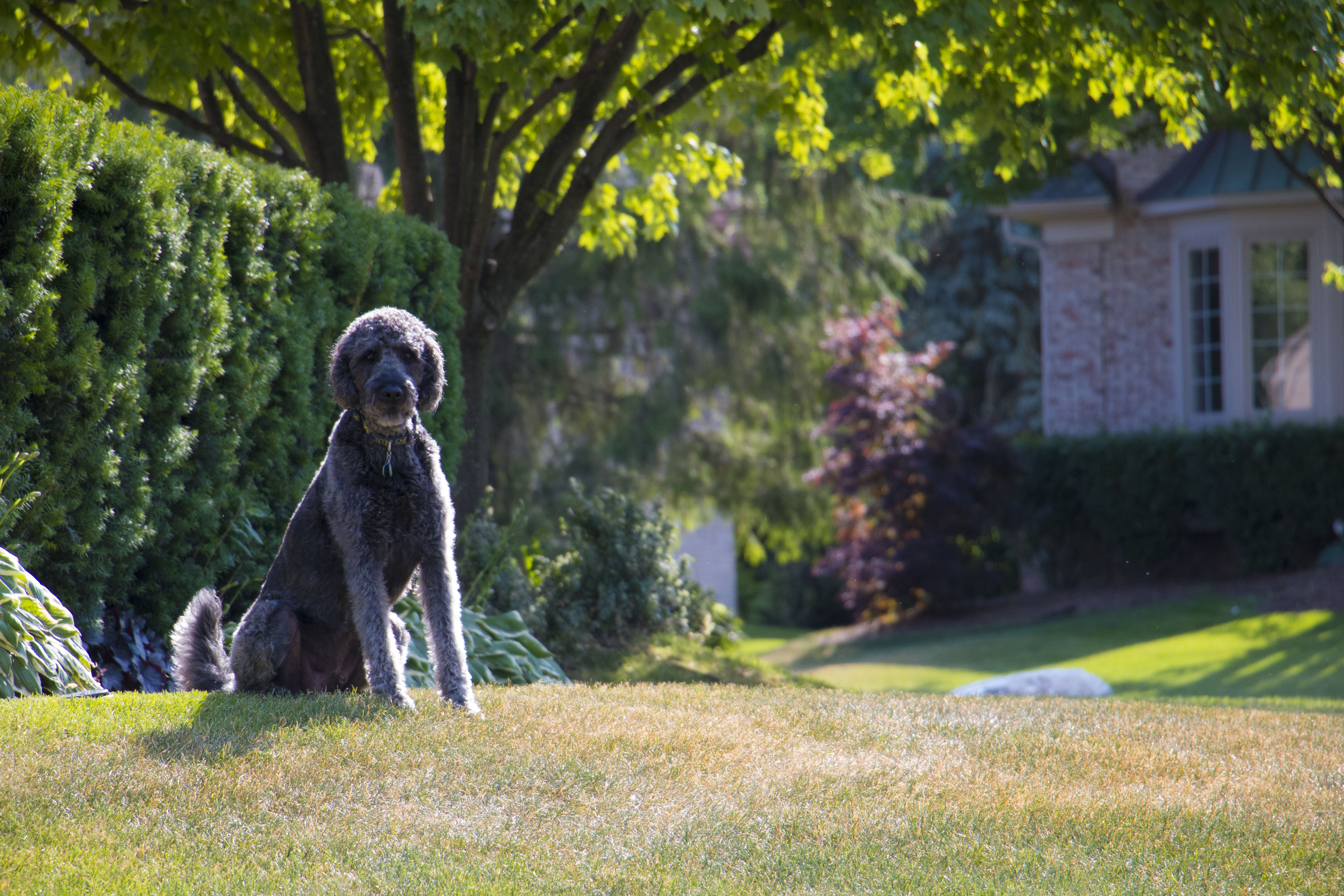 5K, tree, pets, day, animals, lawns, looking at camera, dog, canine, nature, one animal, plant, outdoors, mammal, standing, domestic, focus on foreground, HD Wallpaper