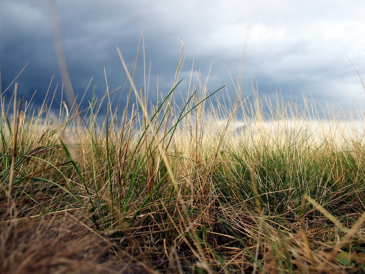 blade of grass, close-up, marram grass, outdoors, beach, environment, grass, field, tranquility, clouds, cloud - sky, land, green color, 720P, beauty in nature, HD Wallpaper