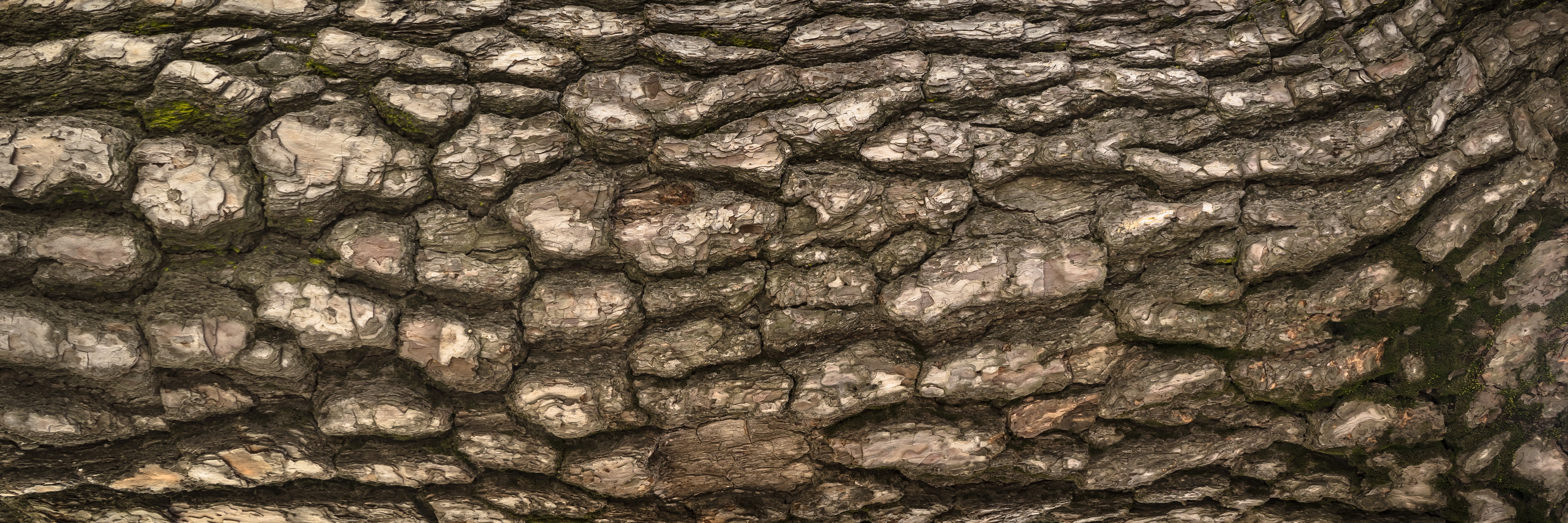 textured, full frame, solid, geology, wild, pattern, low tide, rock - object, rock, mineral, tree, surface, log, day, skin, abstract backgrounds, bark, HD Wallpaper