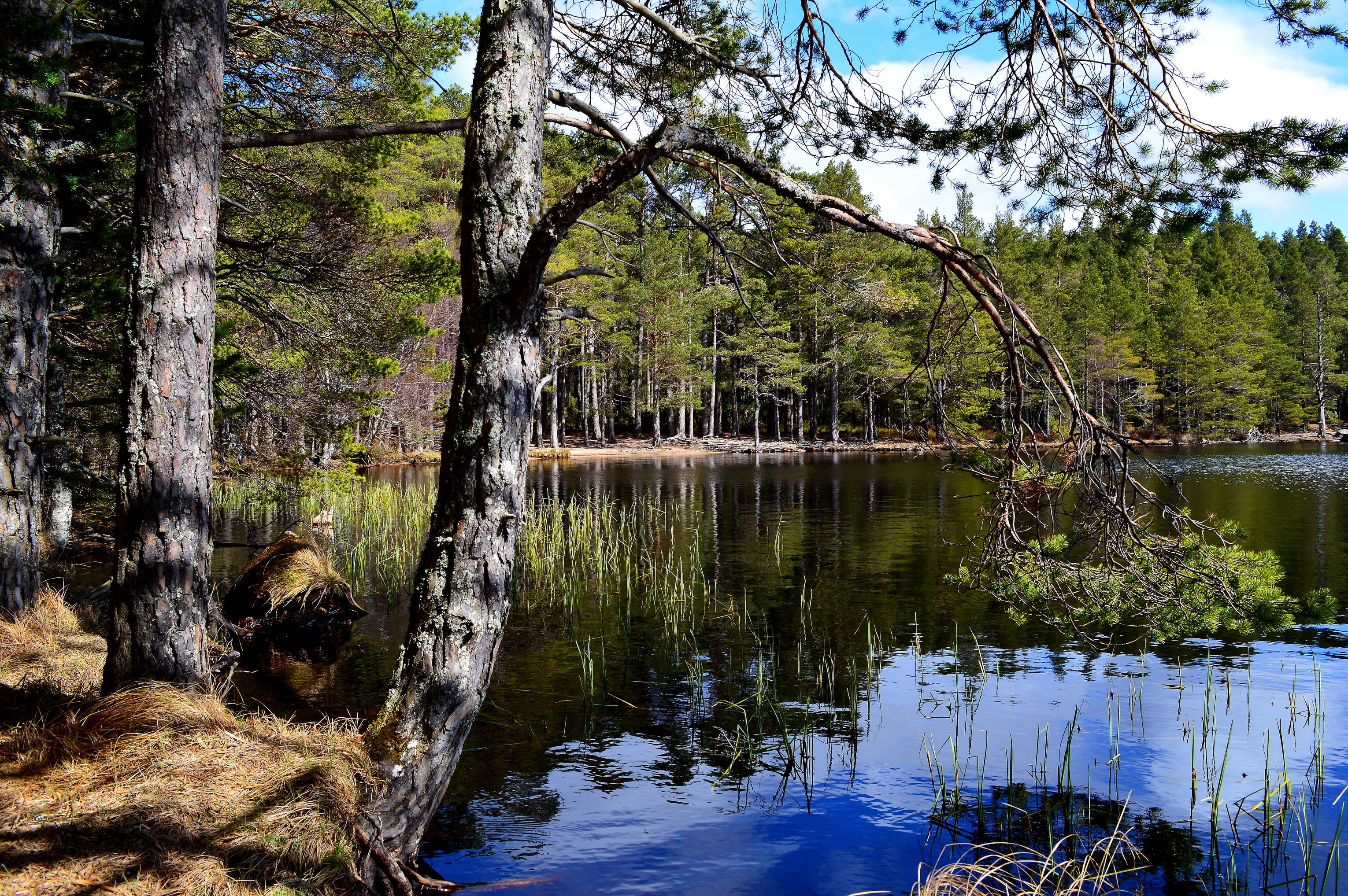 lake, reflection, water, nature, 2K, lapland, trees, finland, HD Wallpaper