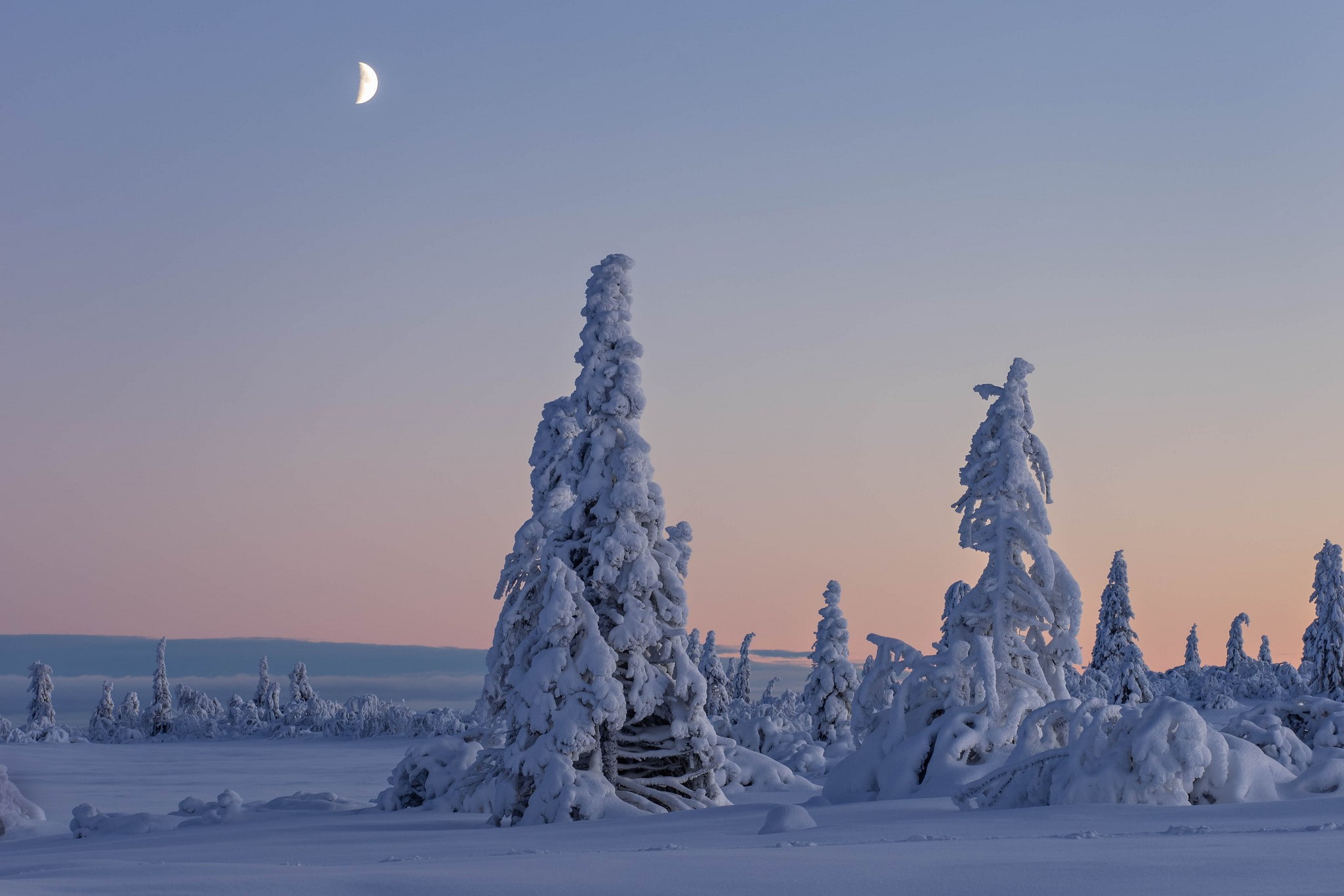 snow, 1080P, trees, Gitsfjällets Nature Reserve, field, sweden, vasterbotten, winter, lapland, HD Wallpaper