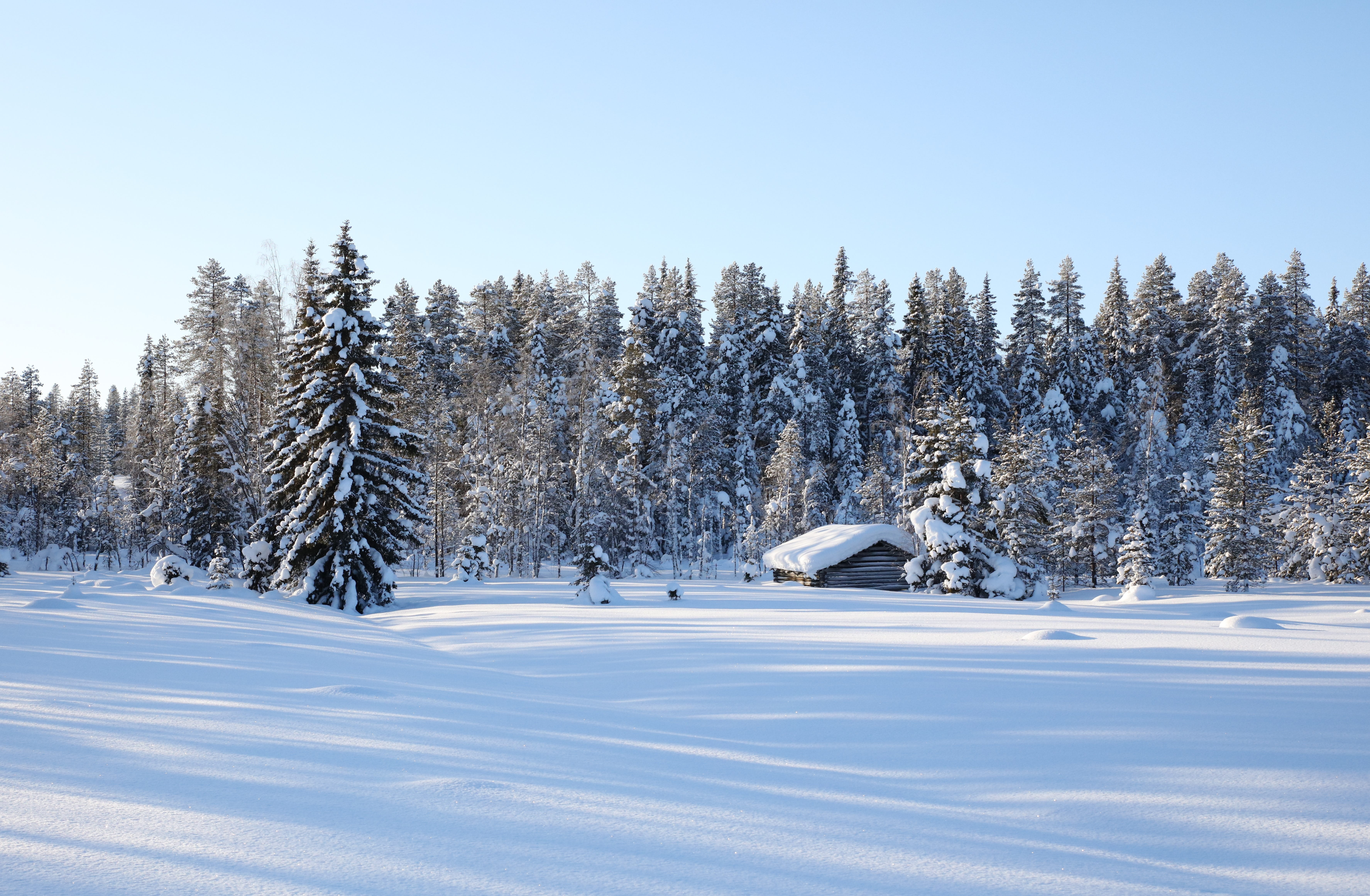 beauty in nature, nature, non-urban scene, field, land, no people, white color, winter, growth, tree, cold temperature, sky, barn, day, coniferous tree, HD Wallpaper