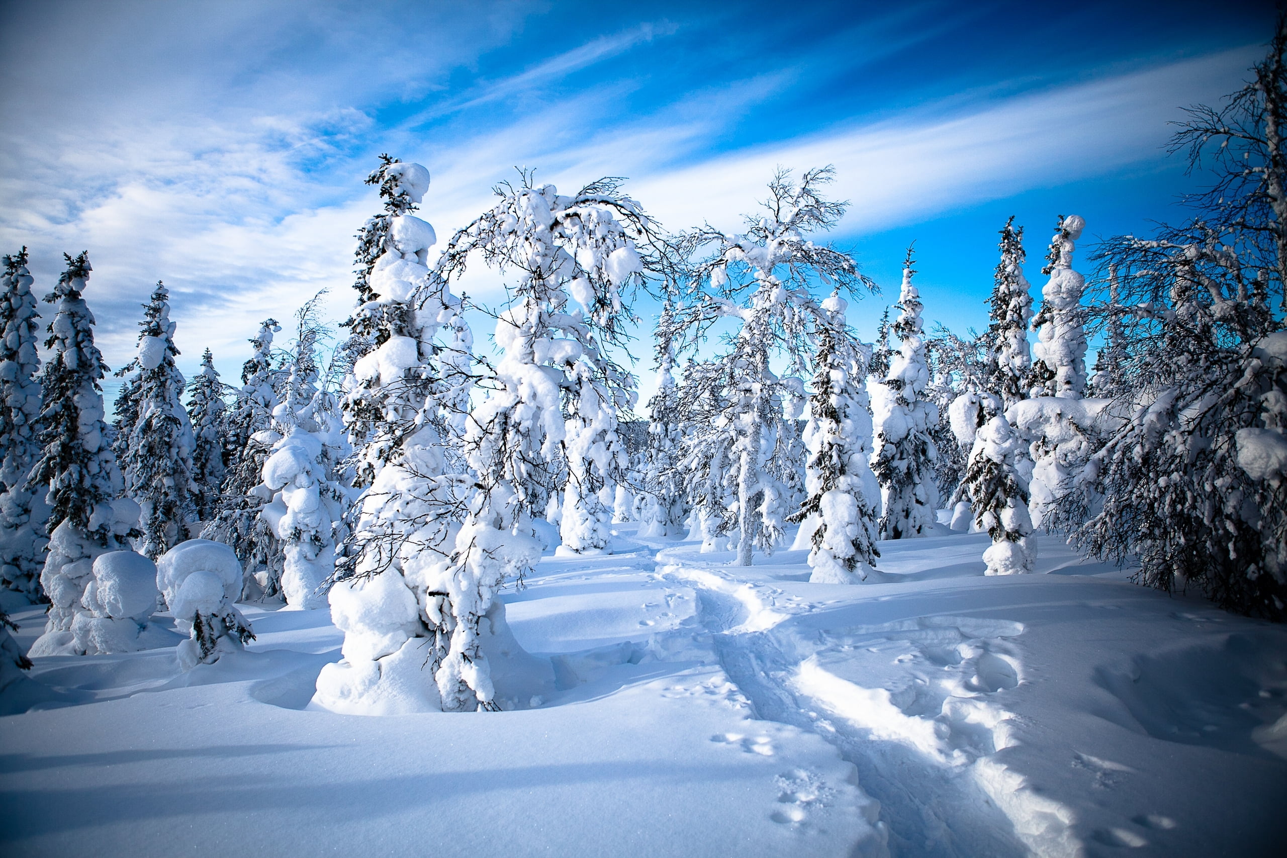 white color, tree, tranquility, beauty in nature, Finland, covering, snow, scenics - nature, plant, Lapland, land, no people, 2K, snowcapped mountain, HD Wallpaper