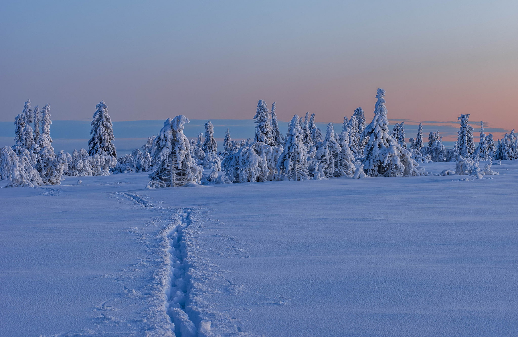 Sweden, trees, 1080P, path, Vasterbotten County, Gitsfjället, winter, Lapland, snow, Västerbotten, HD Wallpaper