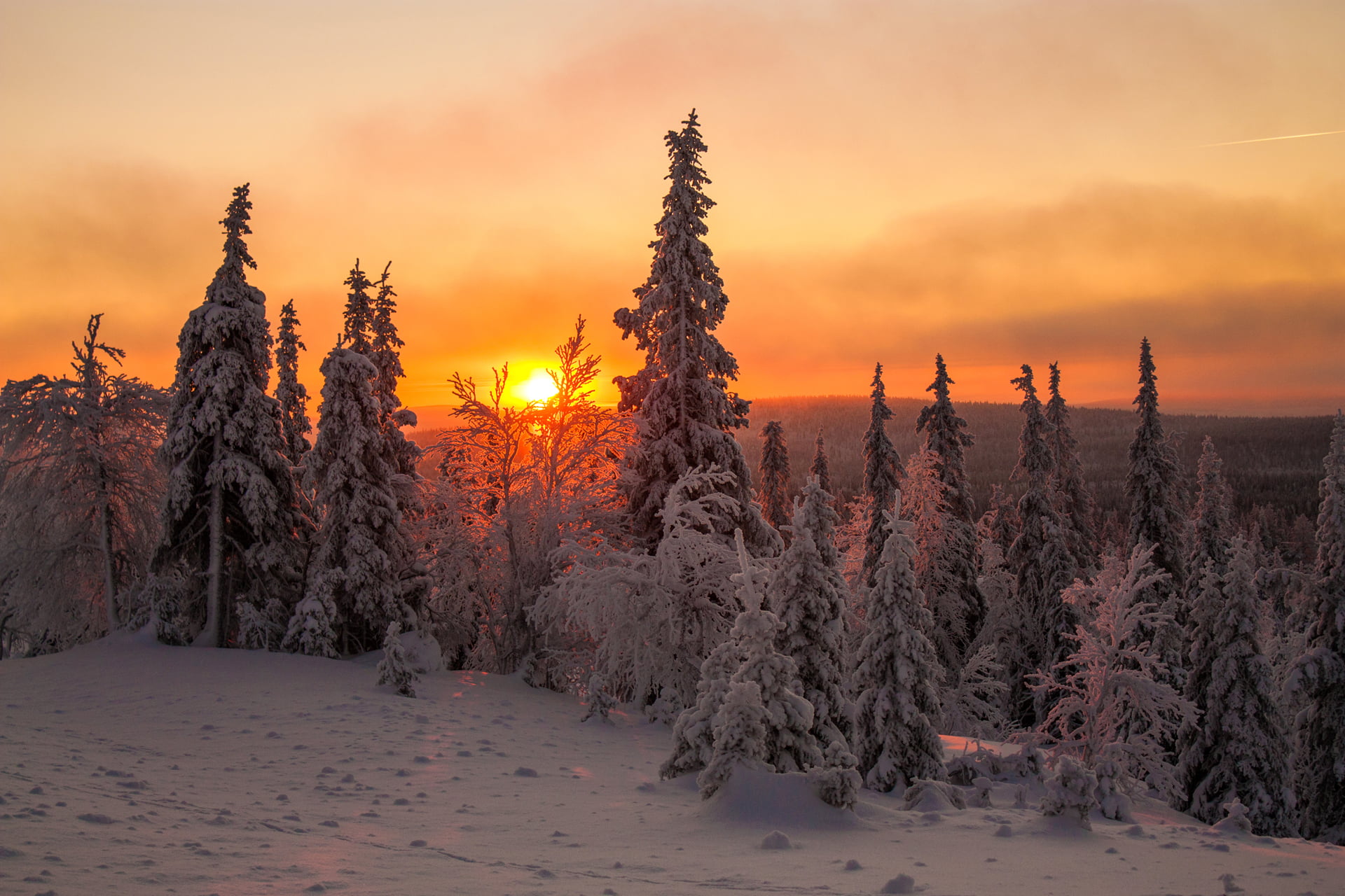 1080P, land, frozen, pine tree, green, tranquil scene, Lapland, clouds, plant, sky, scenics - nature, landscape, winter, the sky, non-urban scene, tree, HD Wallpaper