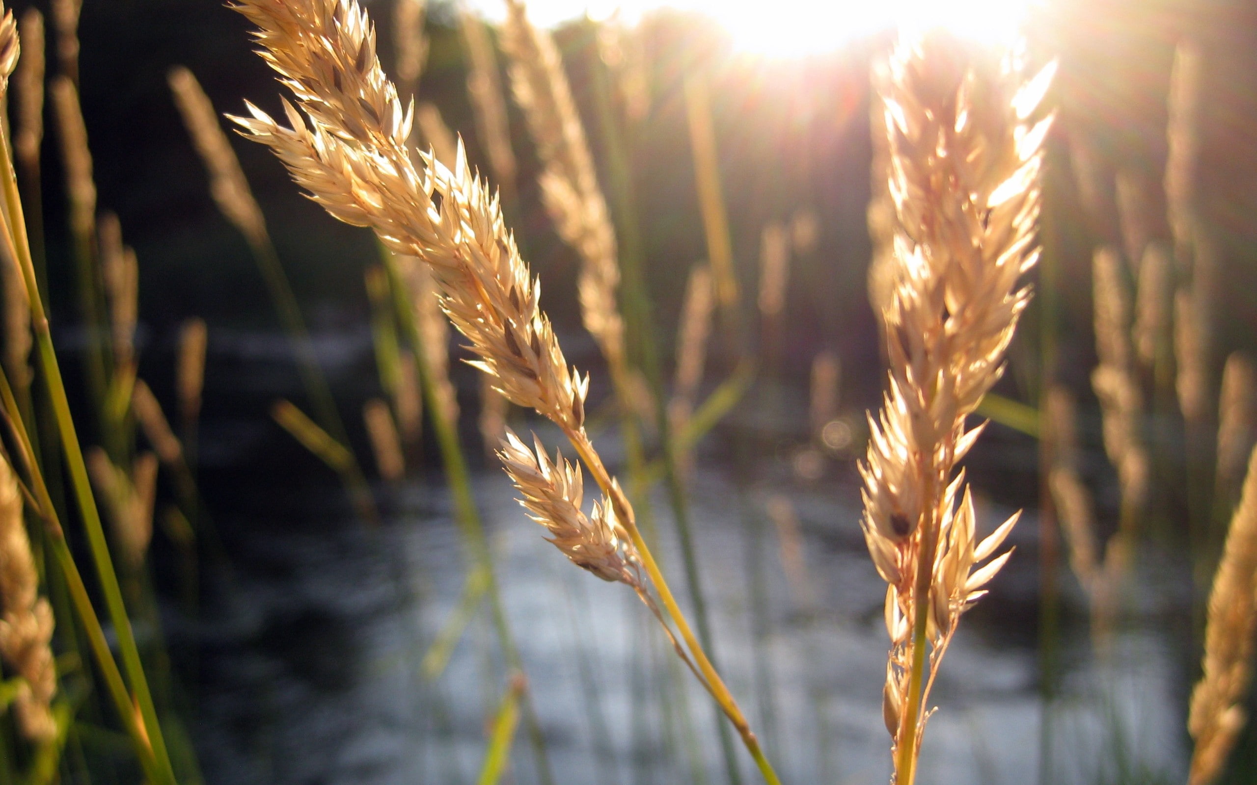 sunlight, wheat, hd, nature, maco, 2K, HD Wallpaper