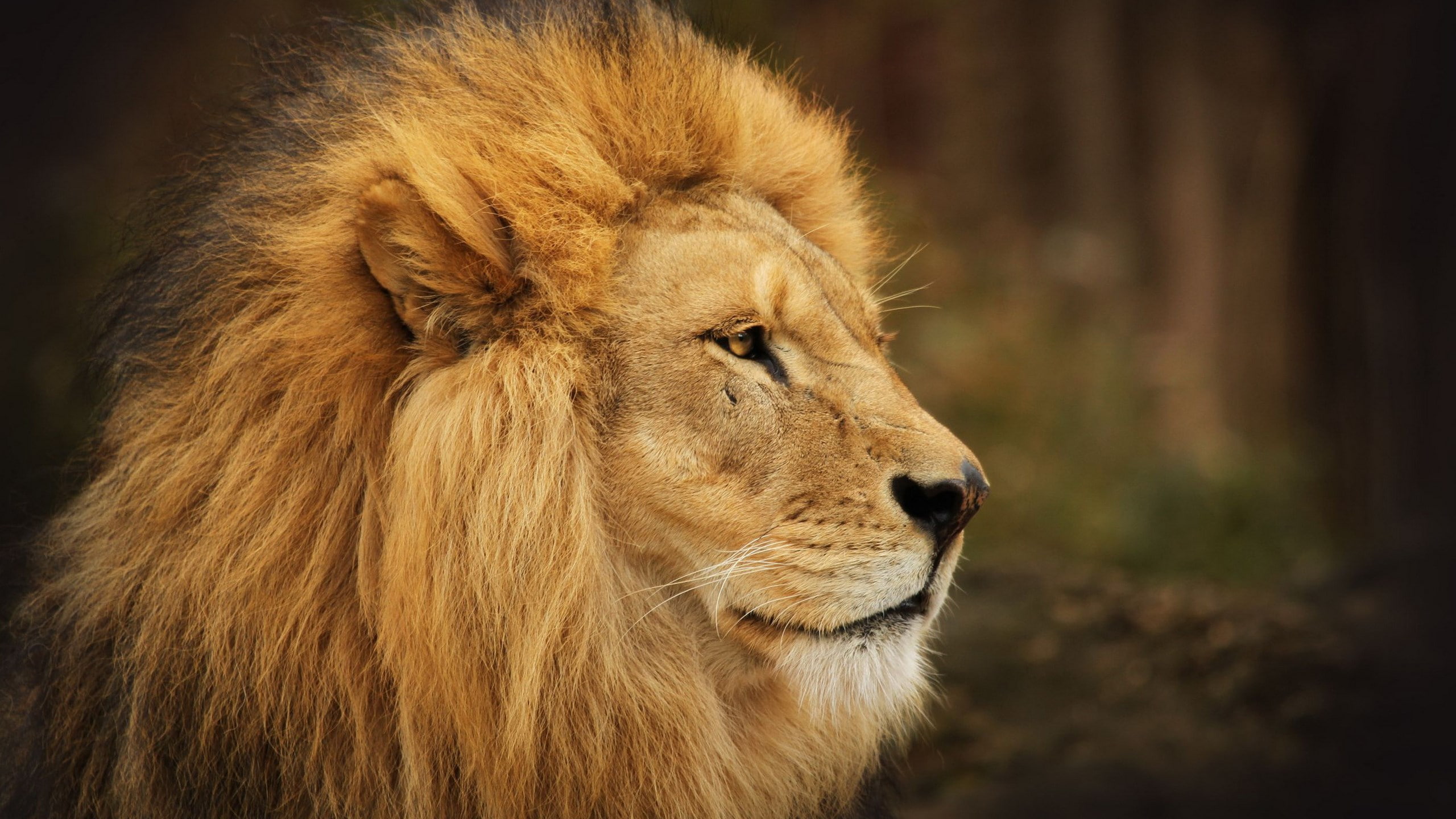 whisker, undomesticated cat, looking away, feline, profile view, animal head, animals in the wild, male animal, carnivora, animal, 2K, animal wildlife, HD Wallpaper