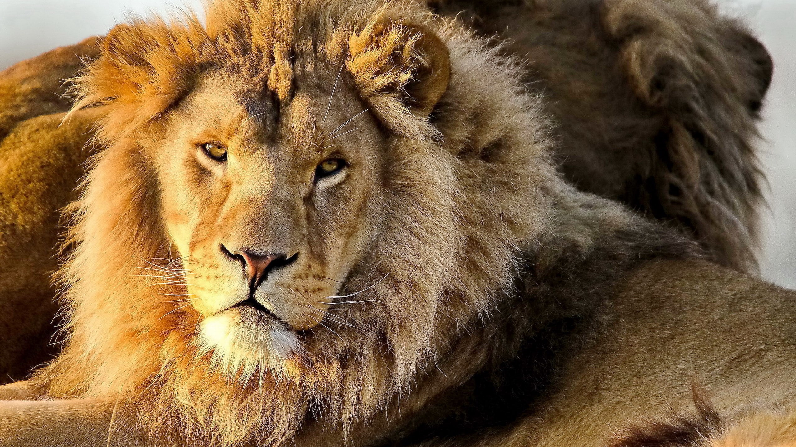 big cat, feline, vertebrate, lion - feline, 2K, animal wildlife, relaxation, male animal, animal, whisker, one animal, close-up, cat, os x lion desktop picture, HD Wallpaper