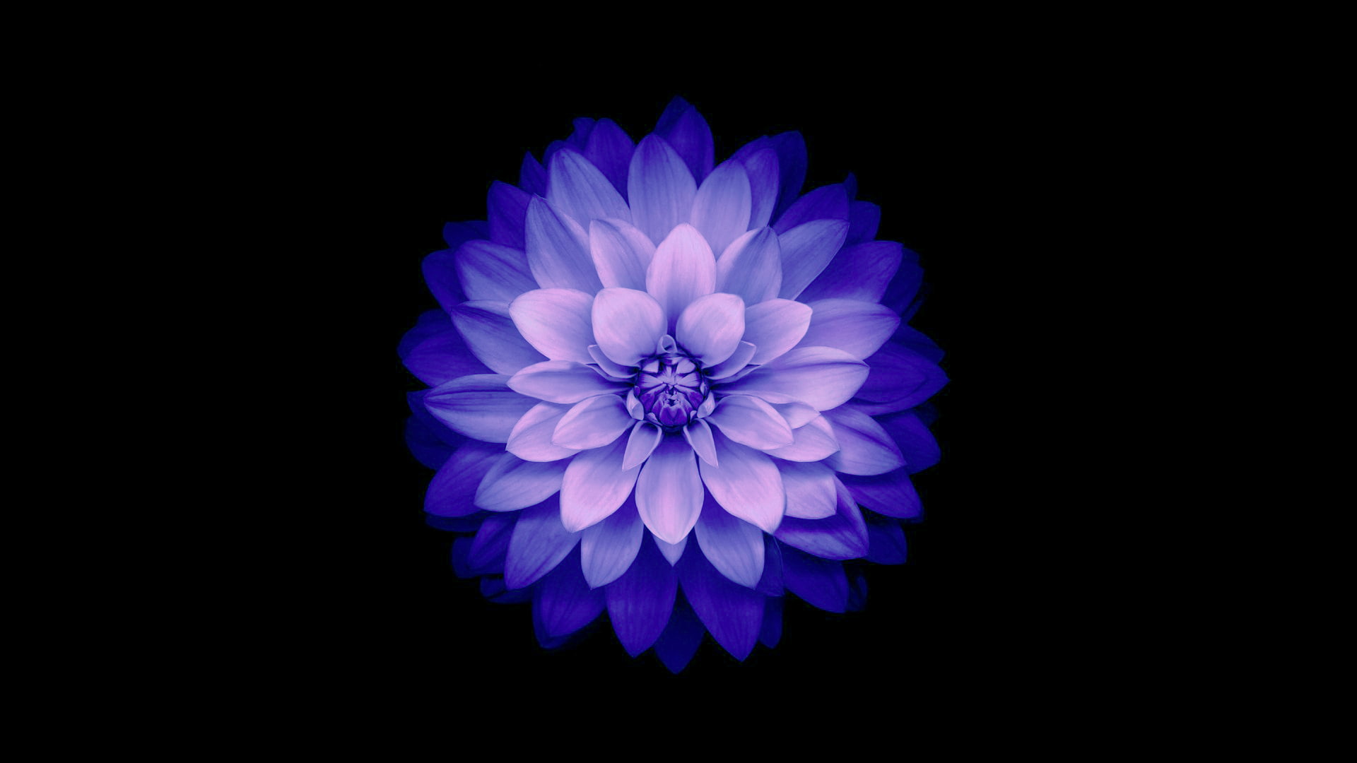 petals, 1080P, background, flower, Blue, IOS 8, HD Wallpaper