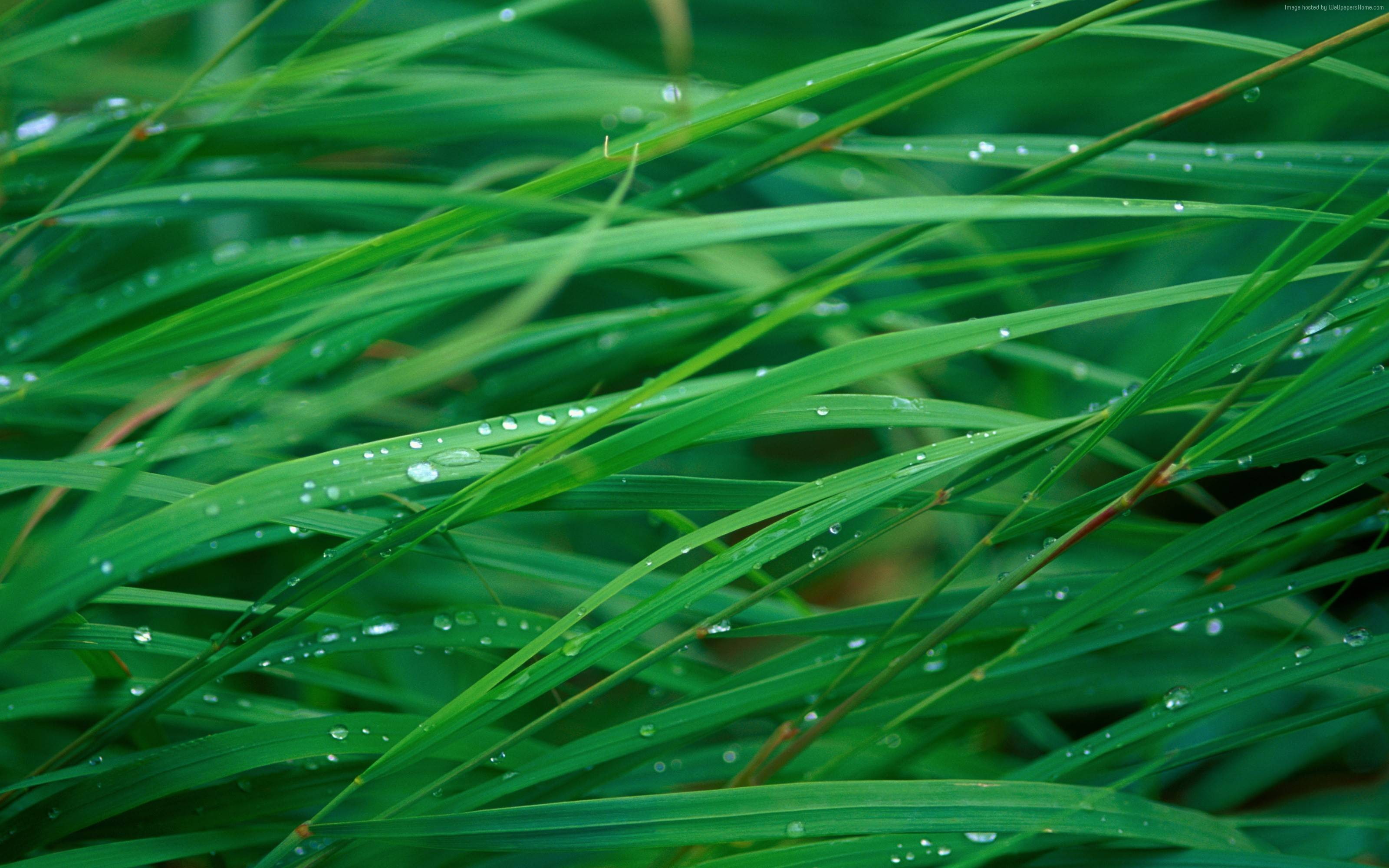 4k, dew, green, grass, 5k, 2K, OSX, HD Wallpaper