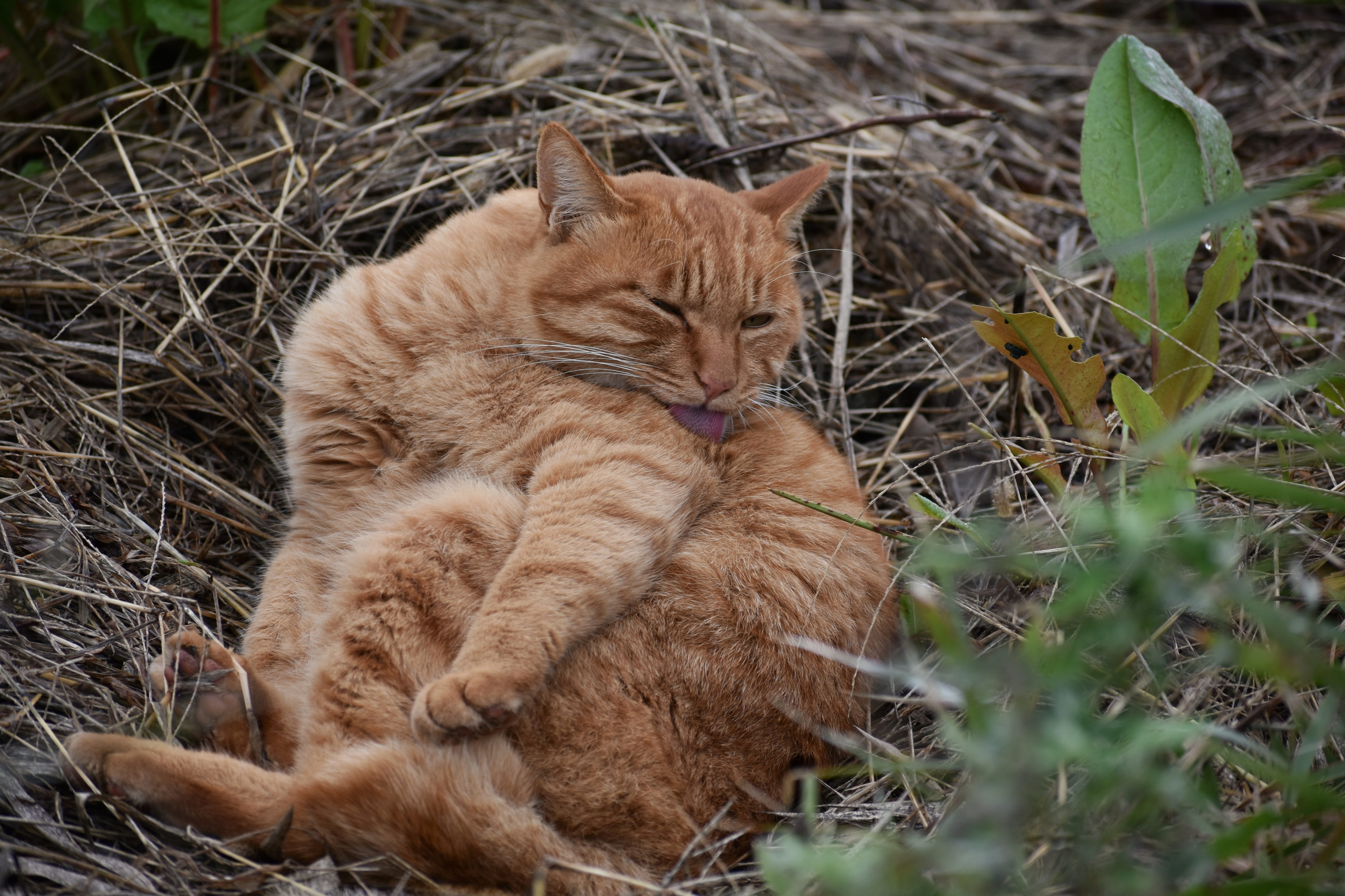 ginger cat, plant, domestic, bunking, nature, saury, landscape, pets, no people, animal head, relax, one animal, feline, sleeping, field, animal, animal themes, HD Wallpaper