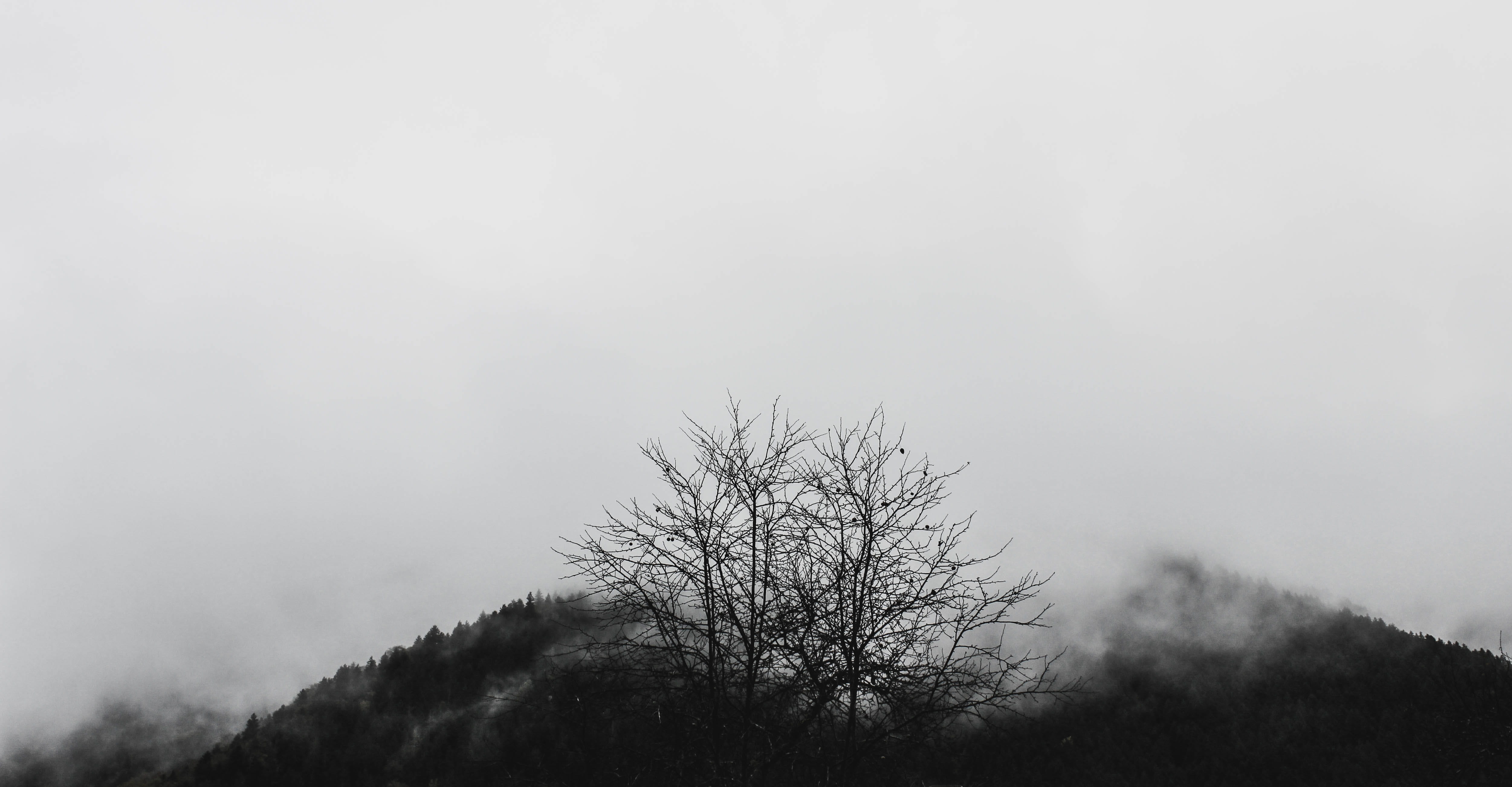 rain, scenics - nature, land, non-urban scene, old, foggy, silhouette, day, 4K, environment, forest, tranquil scene, beauty in nature, cloudscape, no people, HD Wallpaper