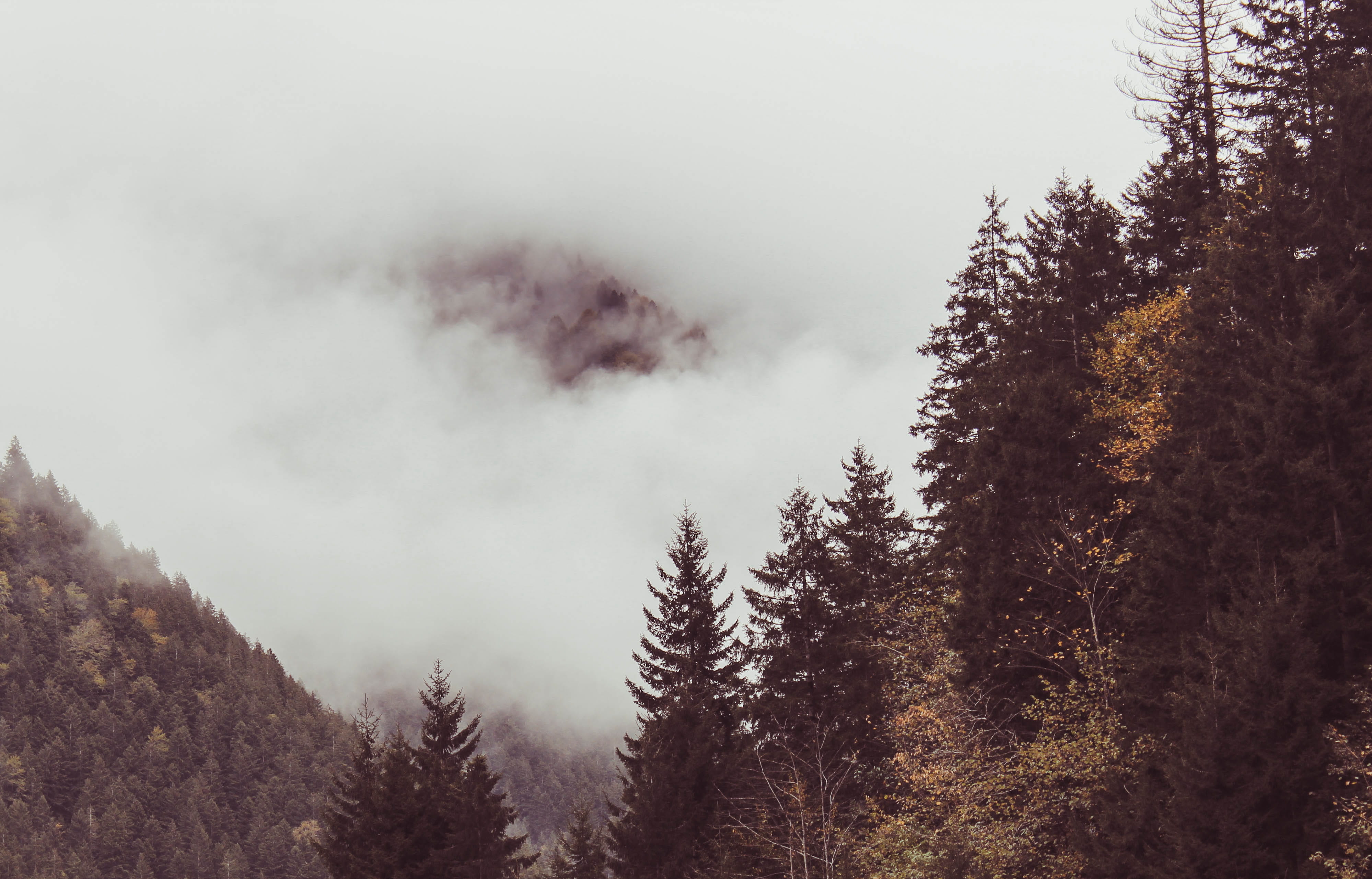 uzungöl, foggy, turkey, nature, tranquility, smoke - physical structure, tree, environment, cloud, fog, no people, green, scenics - nature, woodland, outdoors, HD Wallpaper