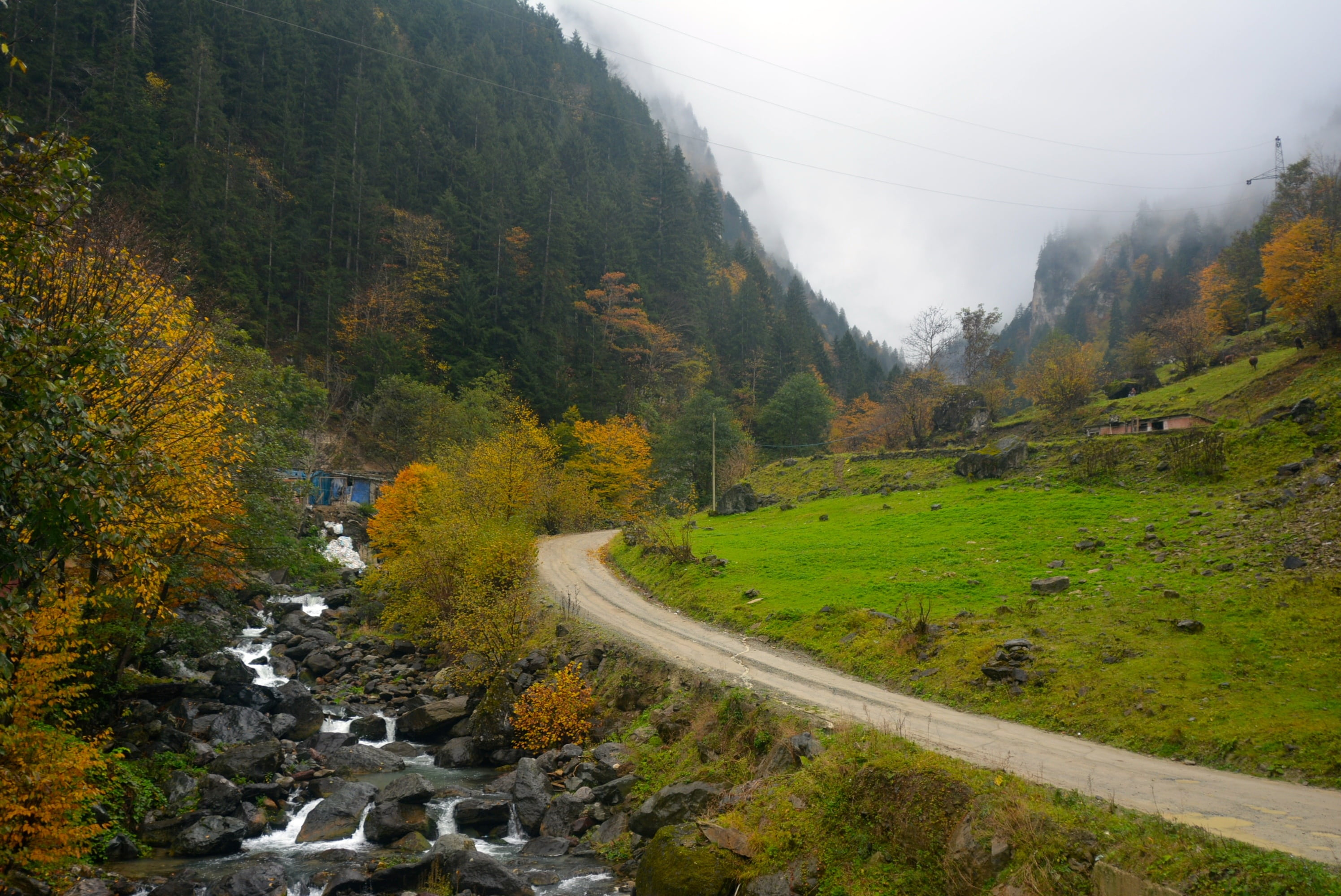 tree, forest, beautiful, nature, landscape, tea, highland, village, land, mountain, environment, trabzon, green color, beauty in nature, natural turkey, HD Wallpaper