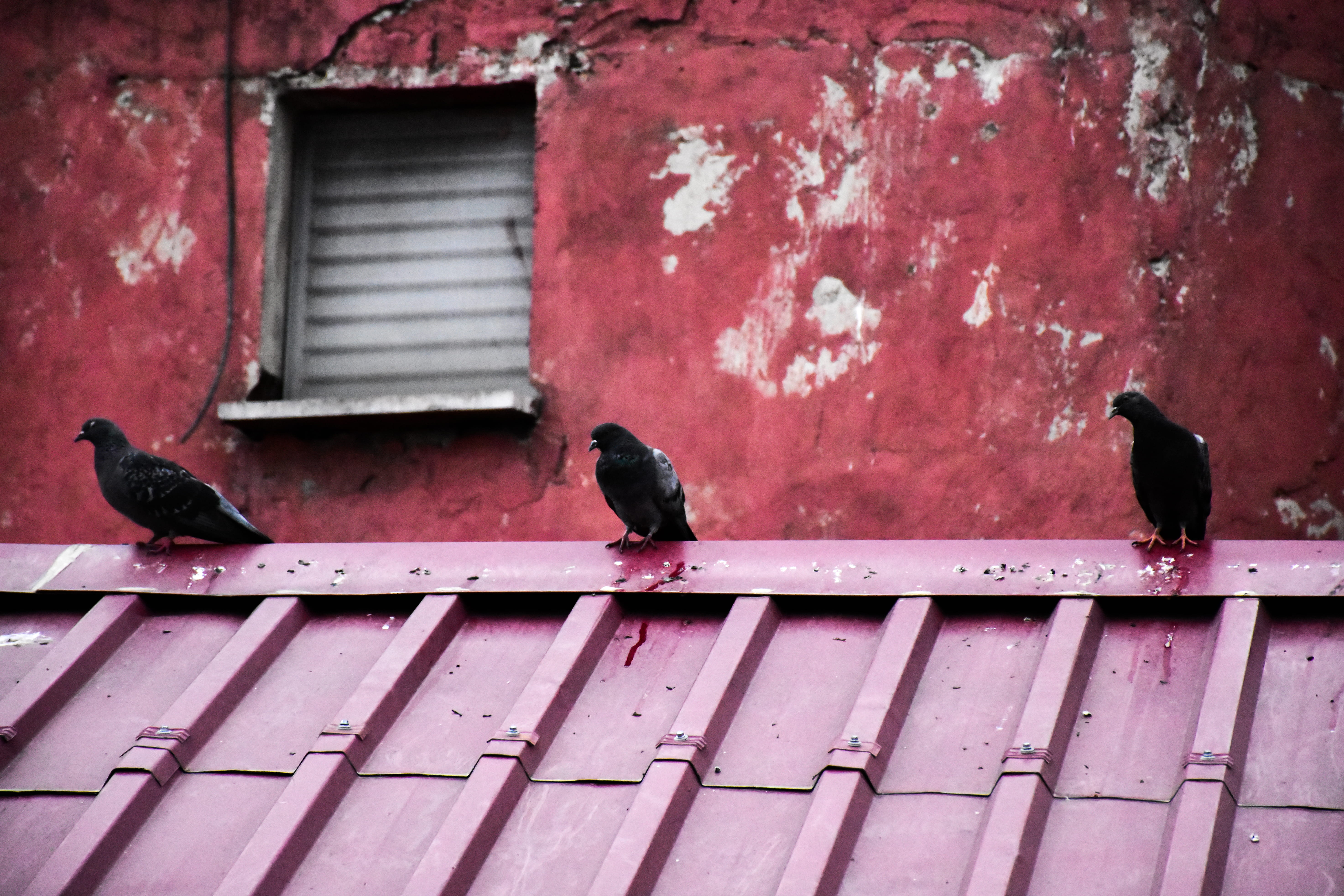 building exterior, animal, architecture, animal themes, no people, animal wildlife, trabzon, pigeon, two animals, vertebrate, red, day, black color, corrugated, HD Wallpaper