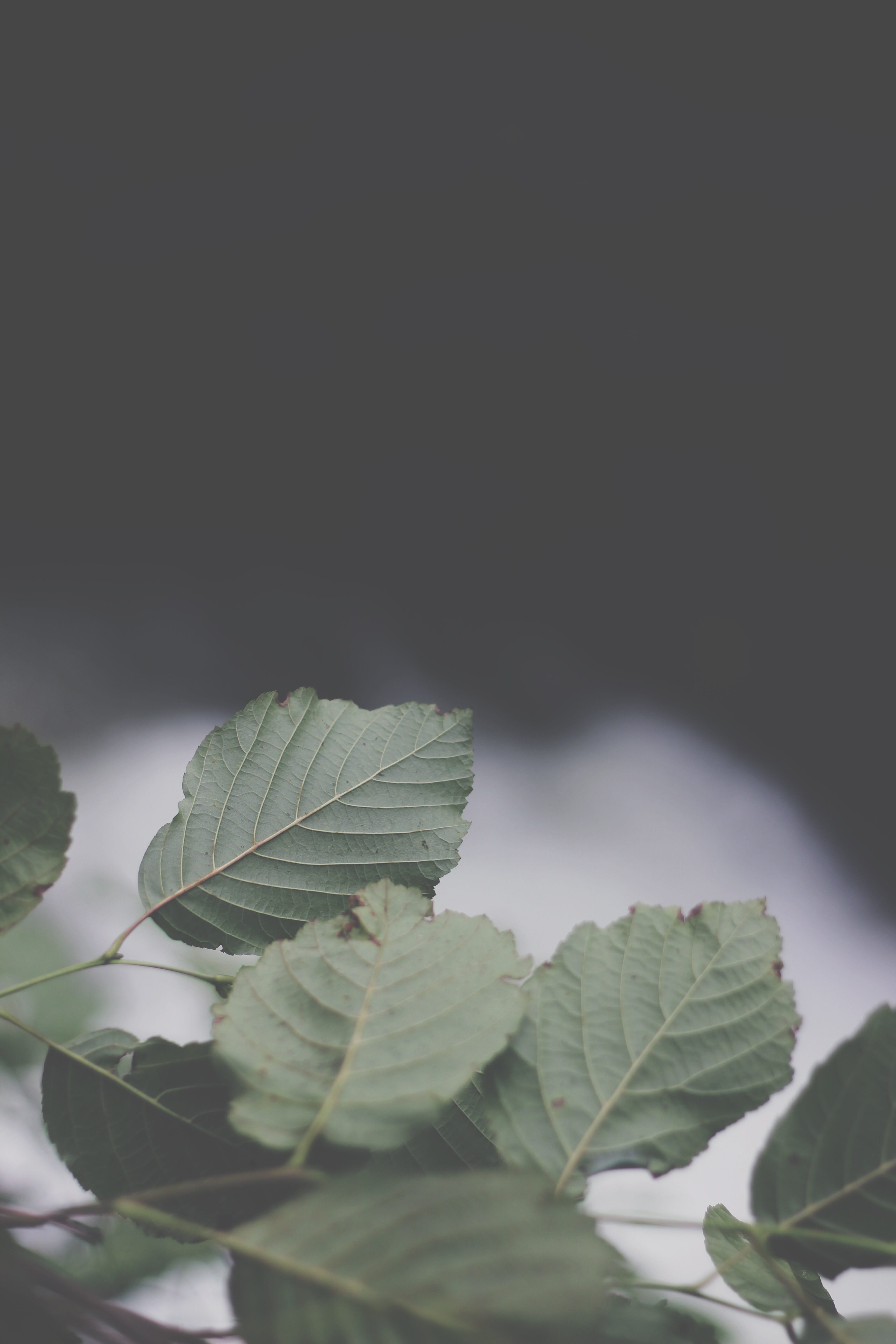 tree, 5K, growth, plant part, studio shot, leaf vein, outdoors, no people, turkey, green color, freshness, beauty in nature, leaf, vulnerability, fragility, Phone HD Wallpaper