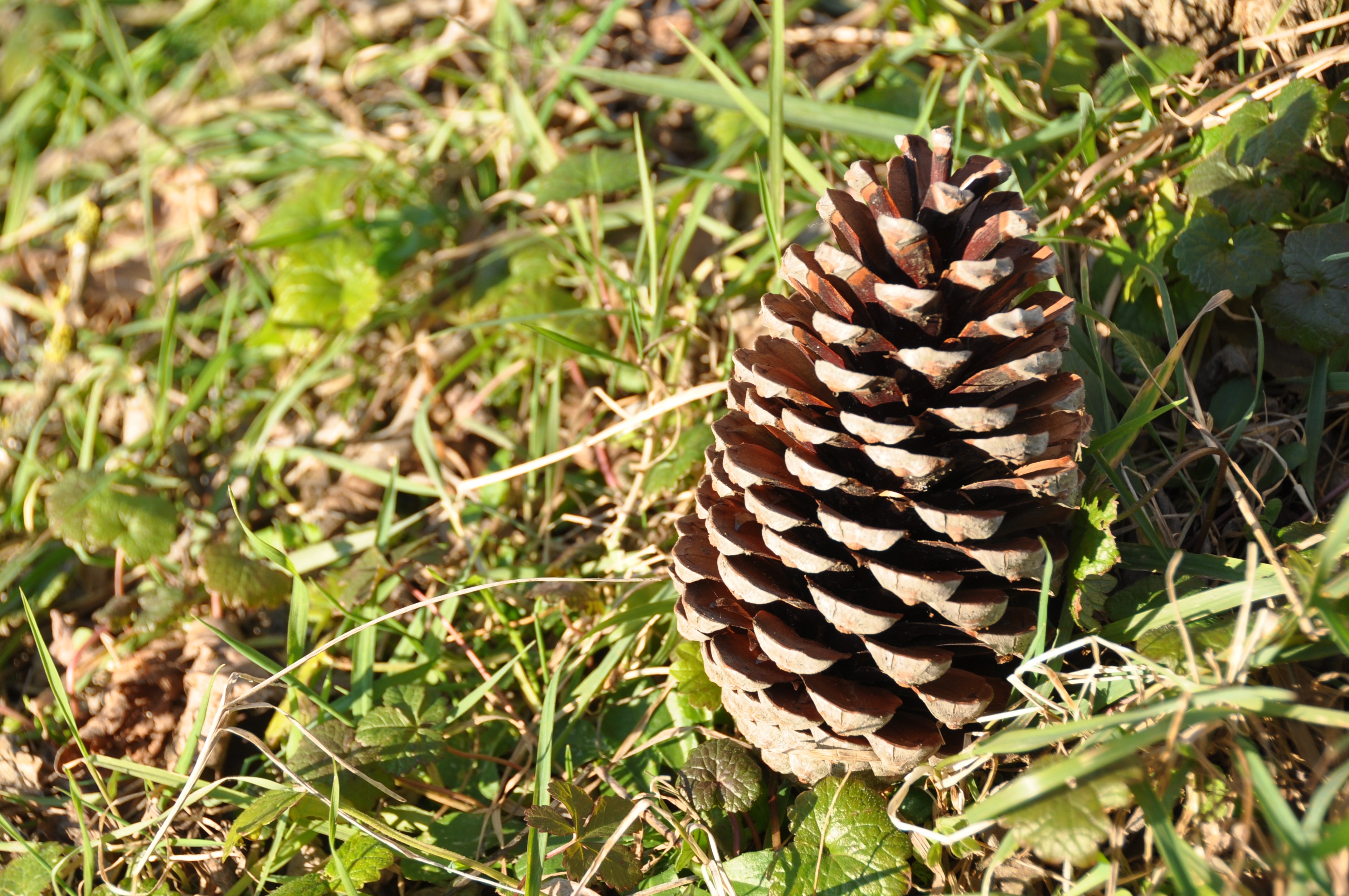 mushroom, day, cone, close-up, plant, high angle view, outdoors, pine cone, land, growth, turkey, in background, village, animal wildlife, pine, tea, light, HD Wallpaper