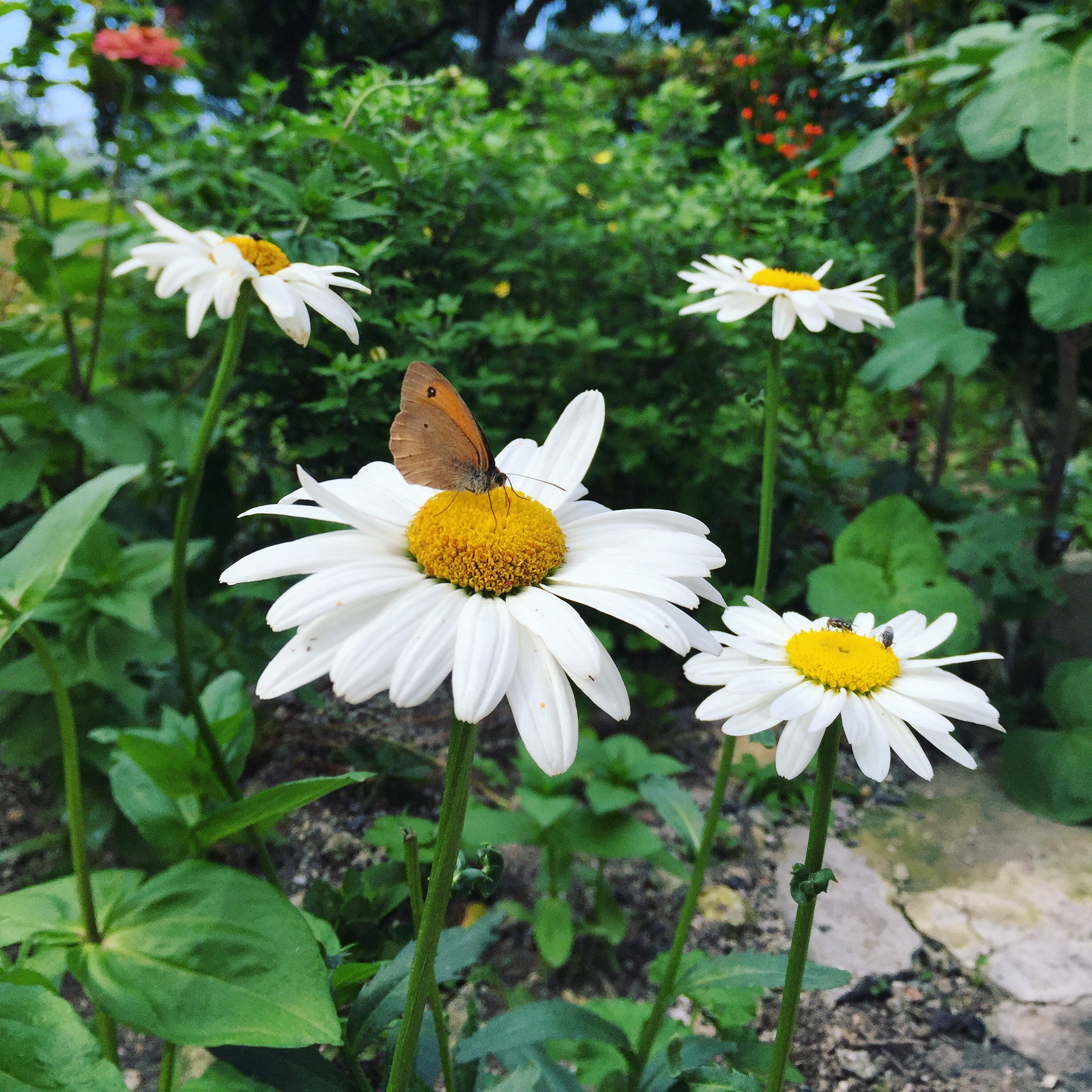 vulnerability, pollen, white color, no people, flower, inflorescence, forest, freshness, trabzon, close-up, fragility, türkiye, 1080P, yellow, daisy, outdoors, Phone HD Wallpaper
