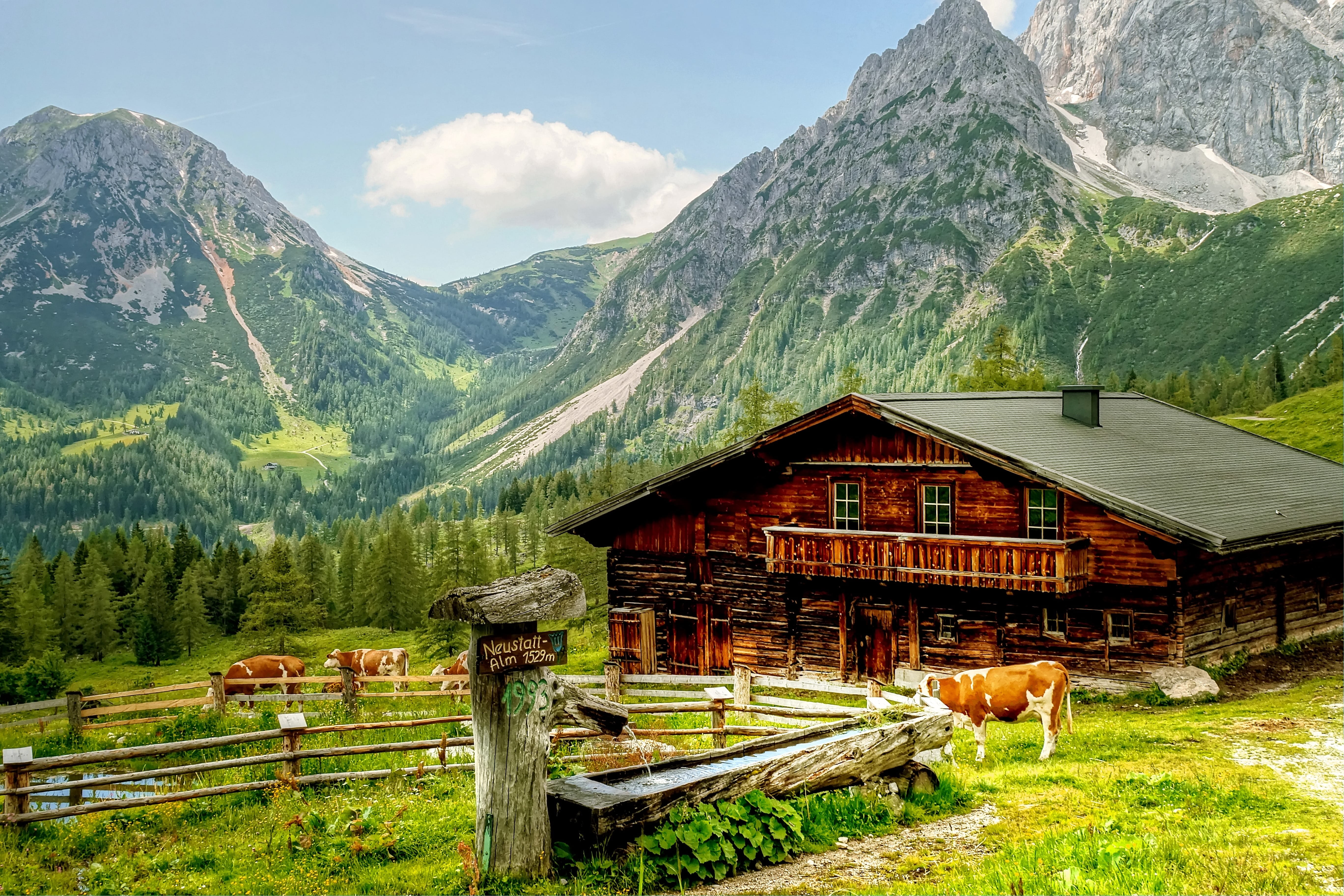 rock, livestock, tranquility, panorama, domestic, clouds, refuge, mammal, outdoors, built structure, summit, day, austria, summer, domestic animals, plant, HD Wallpaper