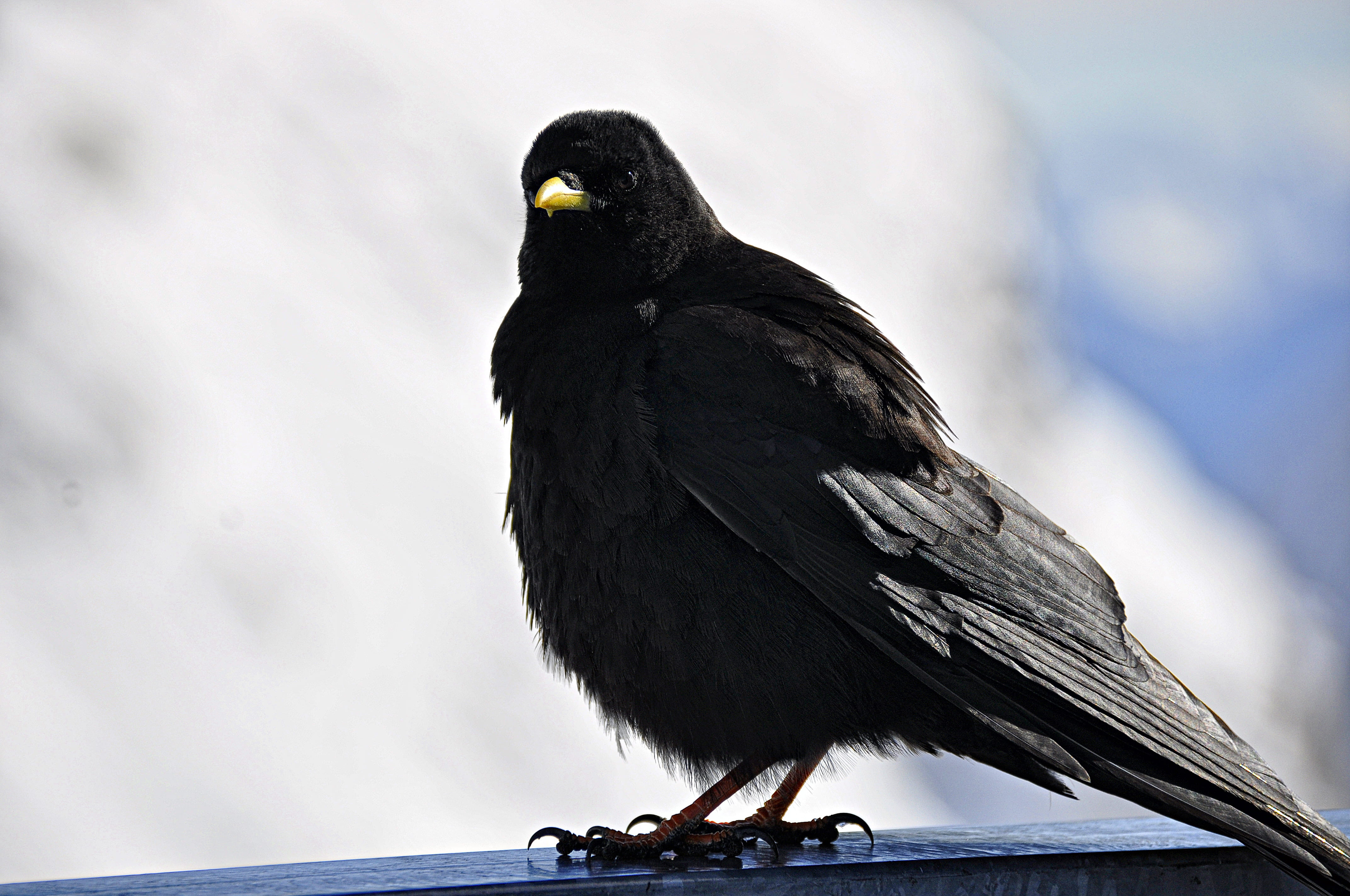 dachstein, nature, day, raven - bird, no people, perching, steiermark, focus on foreground, black color, active, mountain, animal wildlife, beak, snow, HD Wallpaper